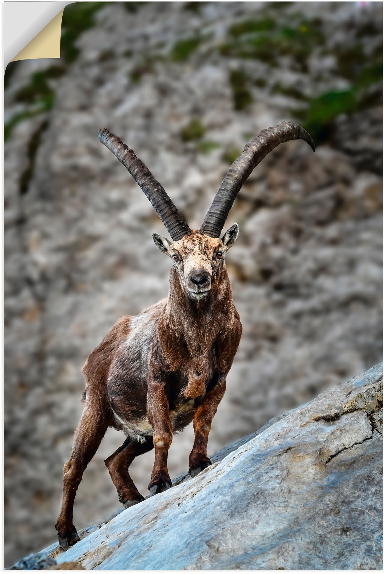 Image of Artland Wandbild »Steinbock mit grossen Hörnern«, Ziegen, (1 St.), in vielen Grössen & Produktarten - Alubild / Outdoorbild für den Aussenbereich, Leinwandbild, Poster, Wandaufkleber / Wandtattoo auch für Badezimmer geeignet bei Ackermann Versand Schweiz