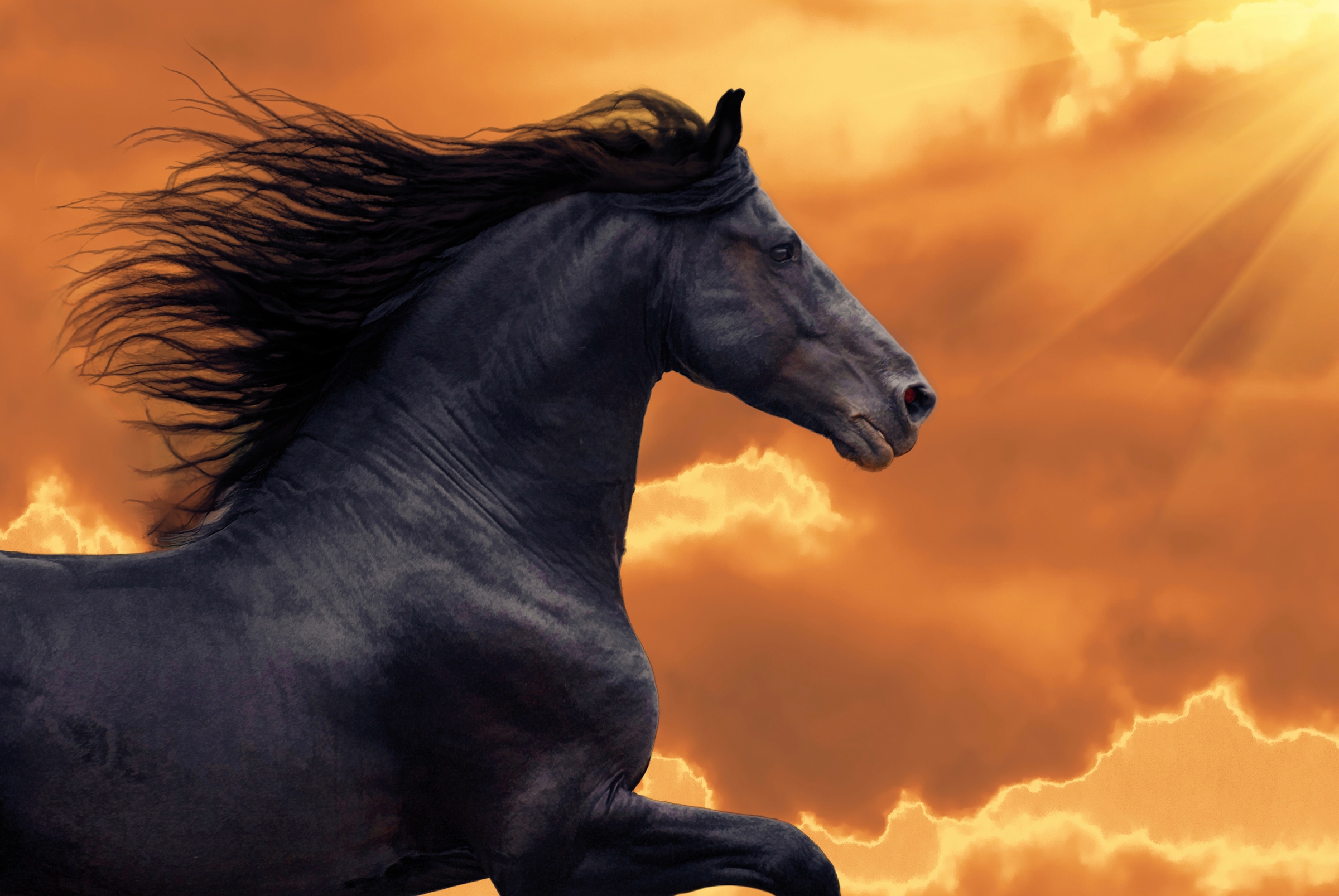 Image of Papermoon Fototapete "FRISIAN PFERD-RUNNING GALOPP TIER PORTRAIT TIER HENGST"
