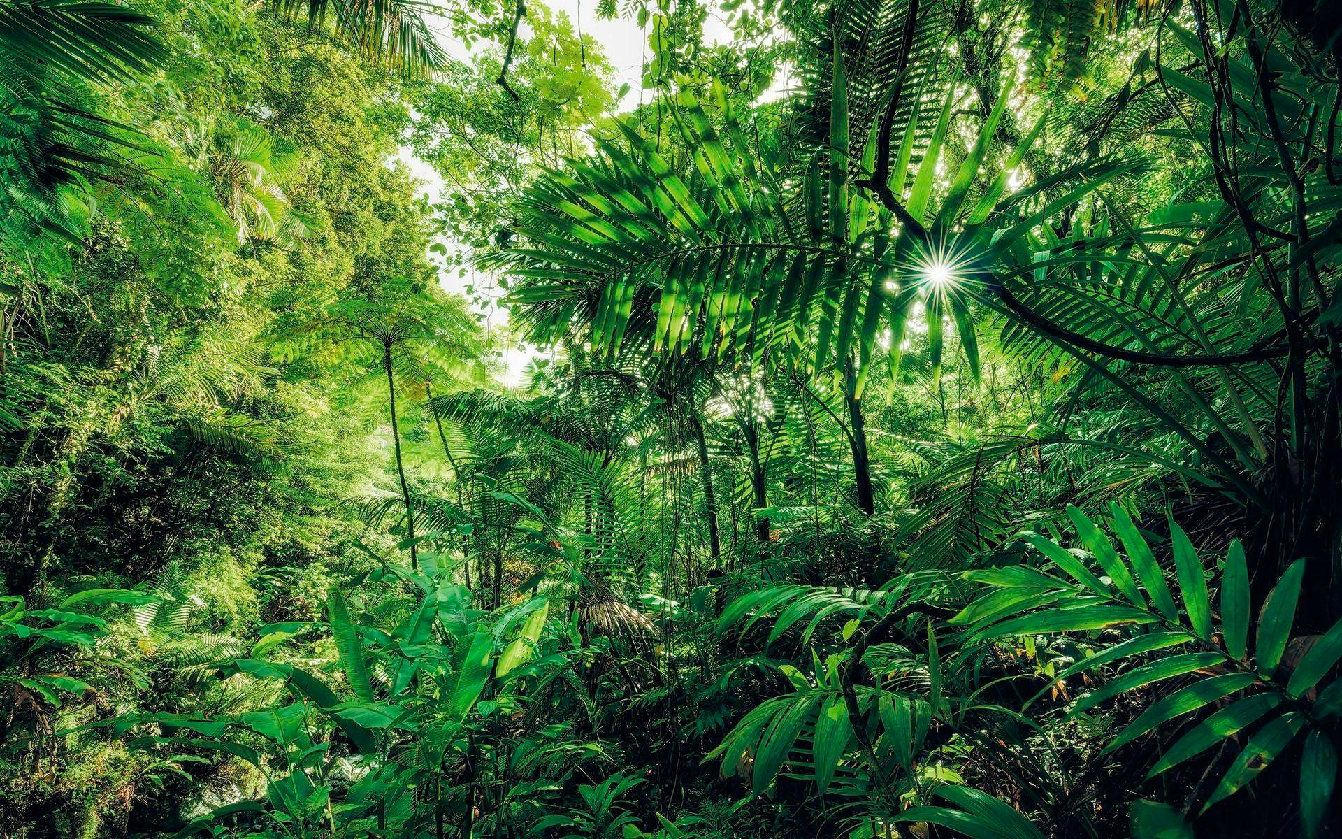 Image of Komar Vliestapete "Digitaldruck Vlies - Into The Jungle - Grösse 400 x 250 cm" bedruckt glatt Wohnzimmer, Schlafzimmer