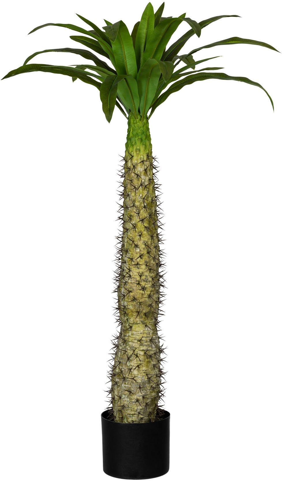Creativ green Künstliche Zimmerpflanze »Madagaskarpalme Pachypodium« kaufen