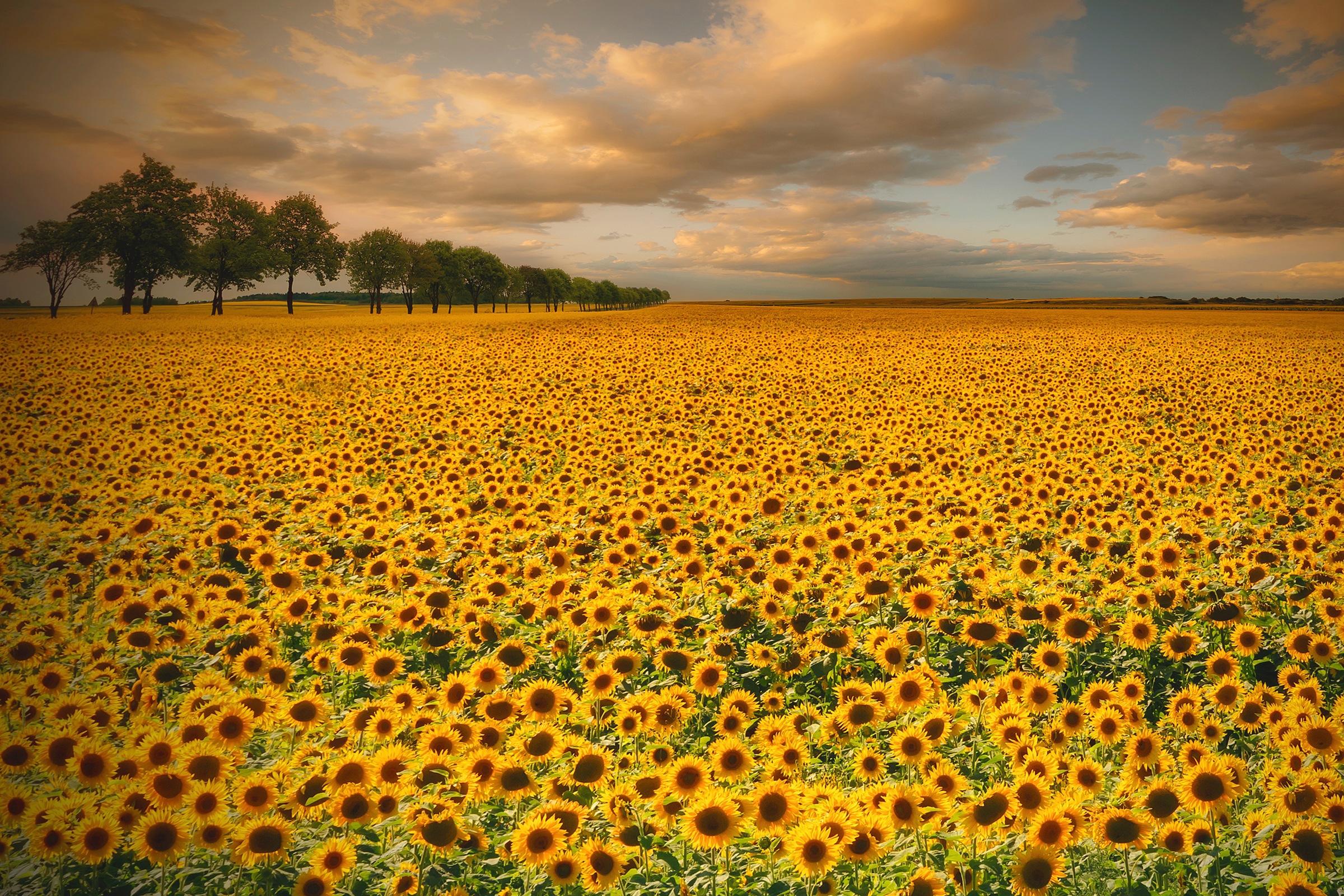 Image of Papermoon Fototapete »Photo-Art PIOTR KROL (BAX), SONNENBLUMEN«, Vliestapete, hochwertiger Digitaldruck, inklusive Kleister bei Ackermann Versand Schweiz