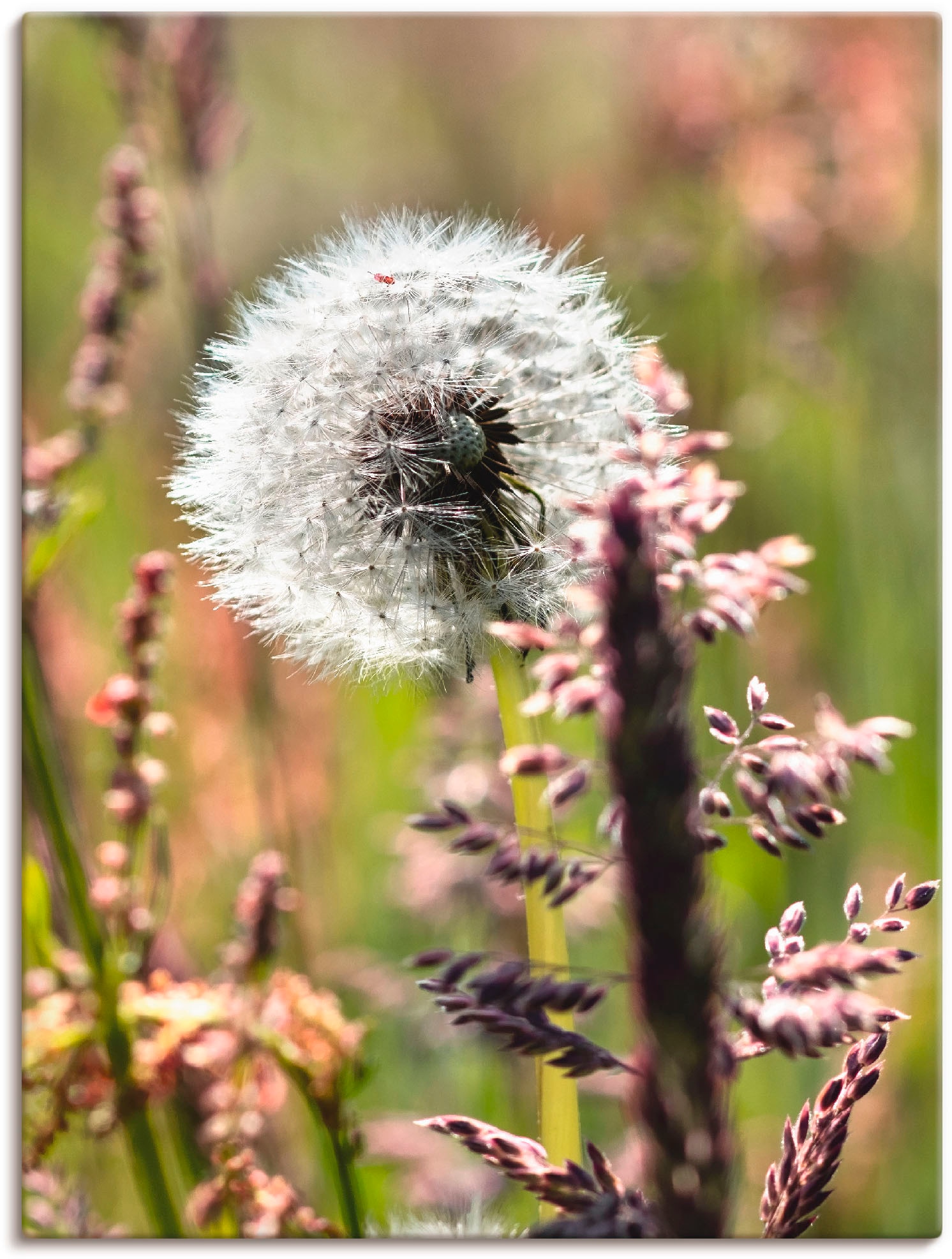 Image of Artland Leinwandbild "Pusteblume III" Blumen 1 Stk. tlg. auf Holzrahmen gespannt