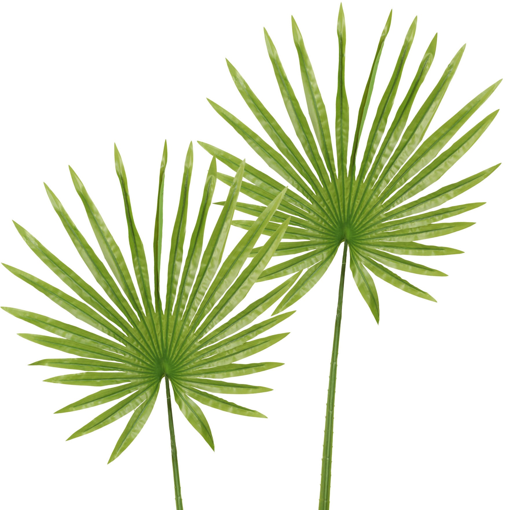 Image of Creativ green Kunstzweig »Fächerpalmwedel«, (2 St.) bei Ackermann Versand Schweiz