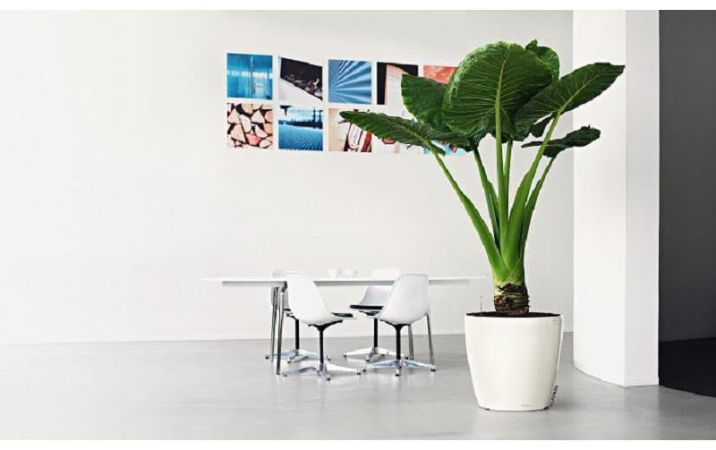   Blumentopf »Lechuza CLASSICO Premium 60«