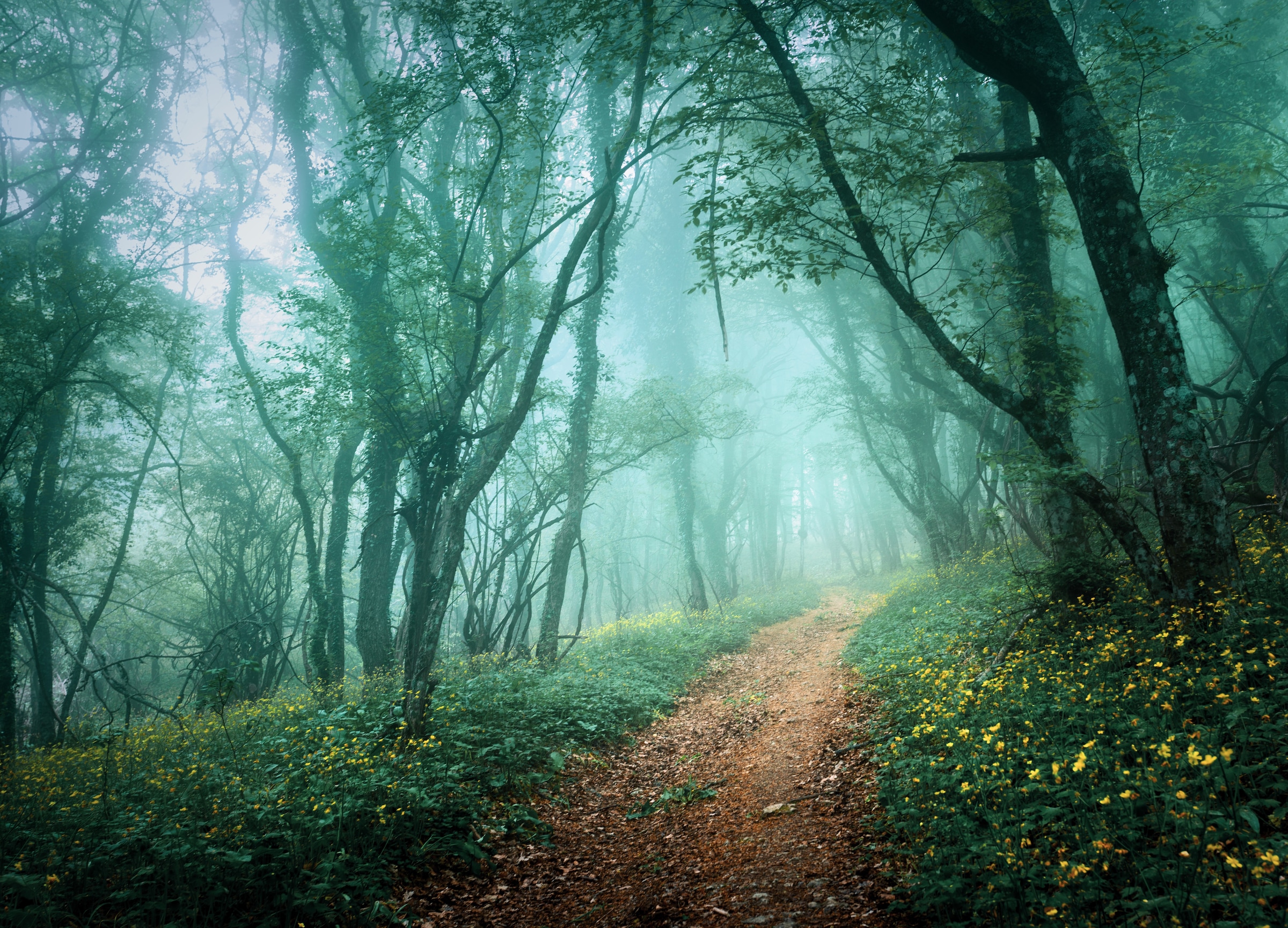 Image of Papermoon Fototapete "Misty Forest in Fog" glatt