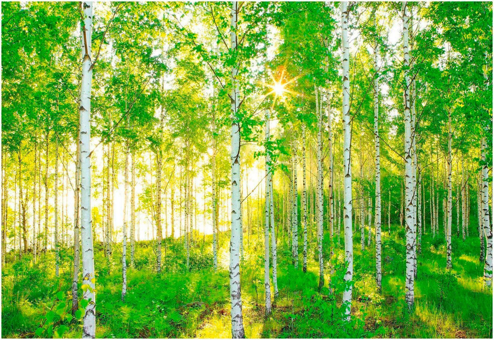 Image of Komar Fototapete »Sunday«, bedruckt-Wald-Meer, ausgezeichnet lichtbeständig bei Ackermann Versand Schweiz