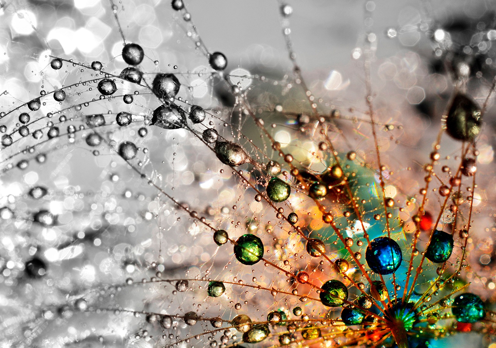 Image of Consalnet Vliestapete »PUSTEBLUME«, grafisch, in verschiedenen Grössen bei Ackermann Versand Schweiz