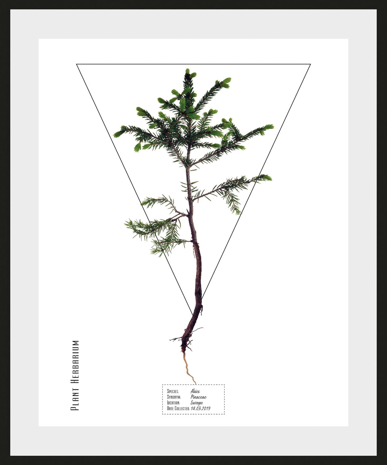 Image of queence Bild »Abies«, (1 St.) bei Ackermann Versand Schweiz
