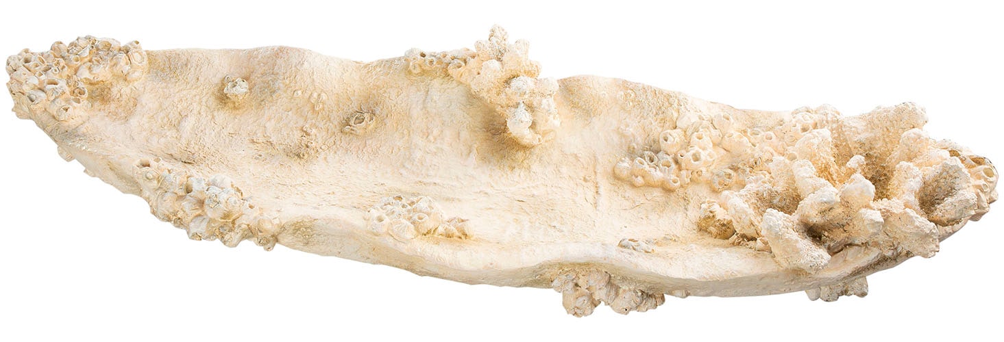 Image of GILDE Dekoschale "Schale Amphora Seychelles weiss H. 10,5 cm"