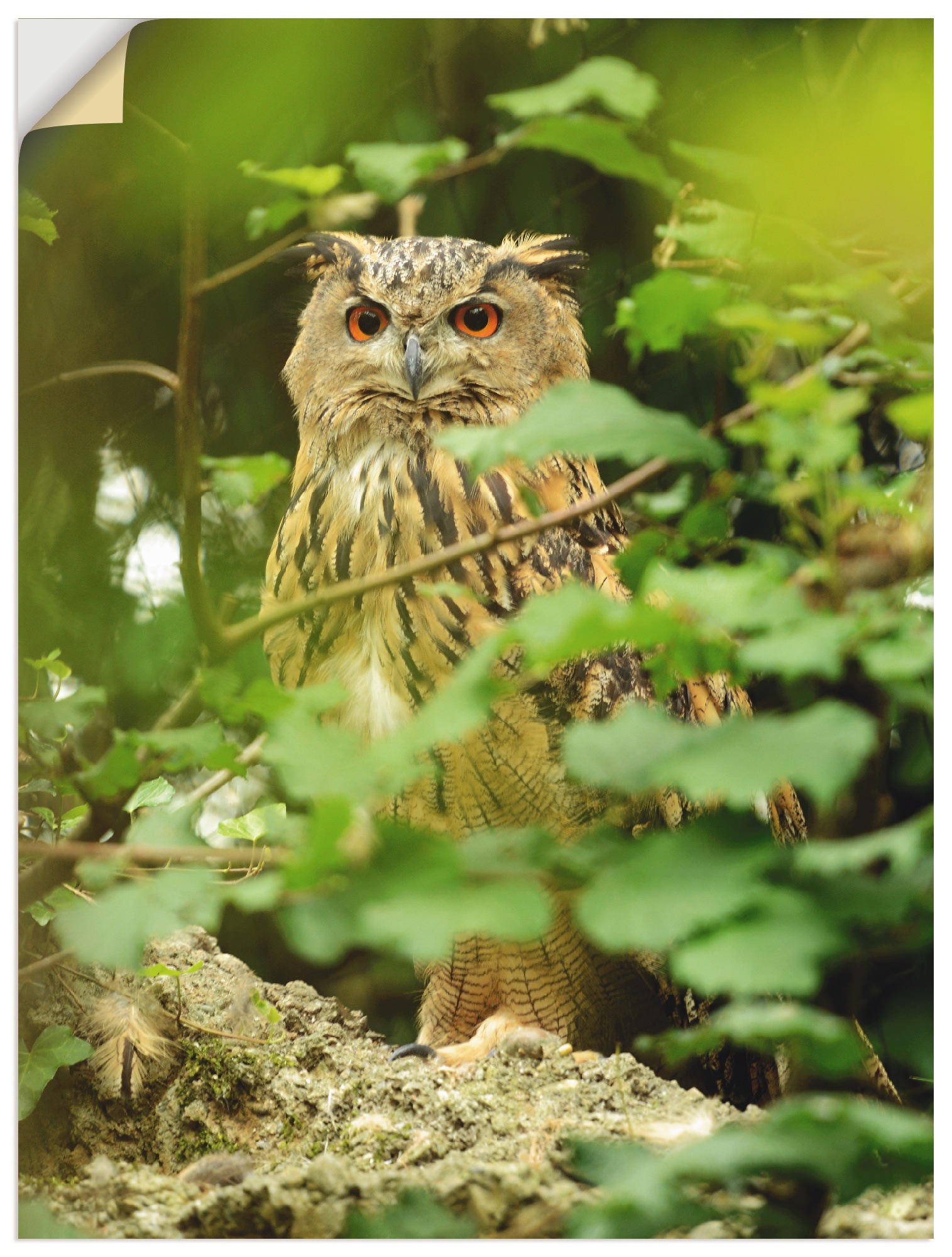 Image of Artland Wandbild »Vogel Uhu«, Vögel, (1 St.), in vielen Grössen & Produktarten - Alubild / Outdoorbild für den Aussenbereich, Leinwandbild, Poster, Wandaufkleber / Wandtattoo auch für Badezimmer geeignet bei Ackermann Versand Schweiz