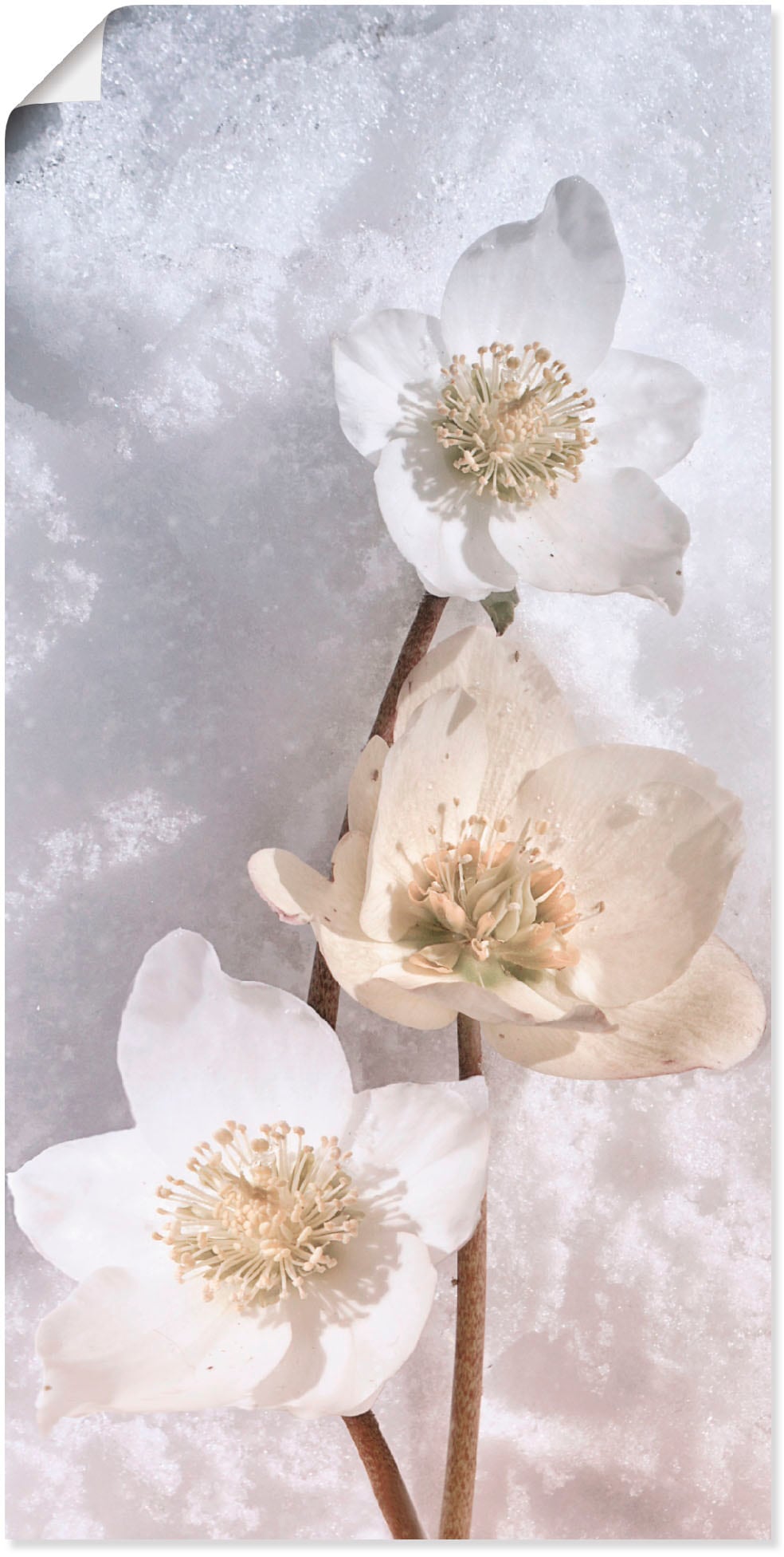 Wandbild »Christrose im Schnee«, Blumen, (1 St.), als Leinwandbild, Poster in...