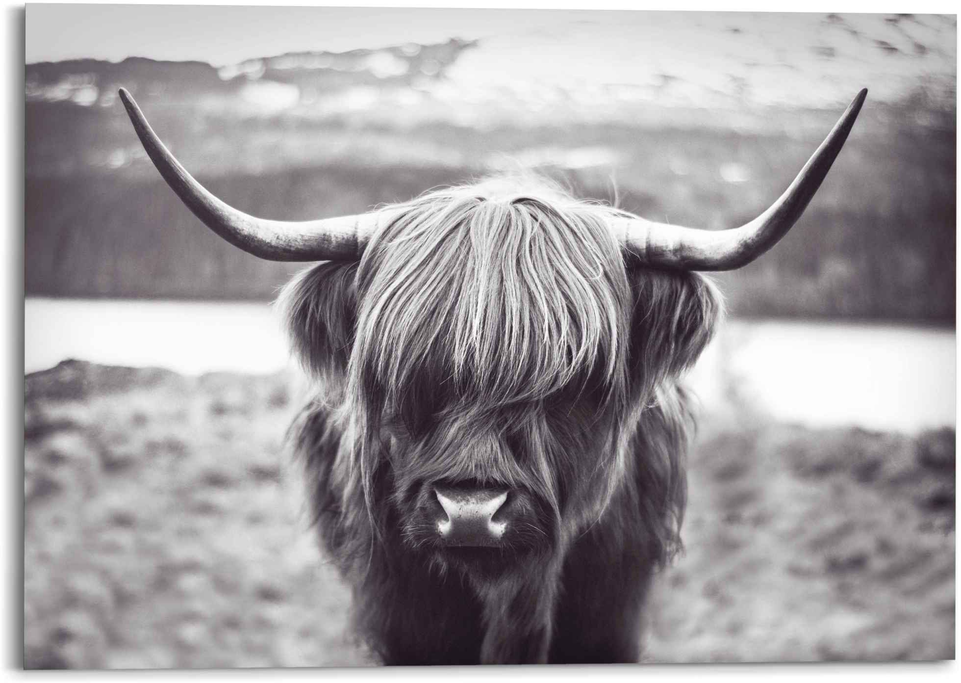 Image of Reinders! Wandbild »Wandbild Hochländer Kuh Kräftig - Ochs - Hörner - Stier«, Kuh, (1 St.) bei Ackermann Versand Schweiz