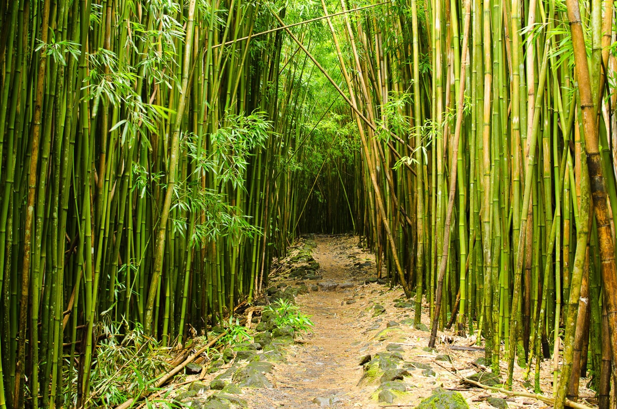 Hawaii« auf Fototapete »Bambuswald Finde Papermoon