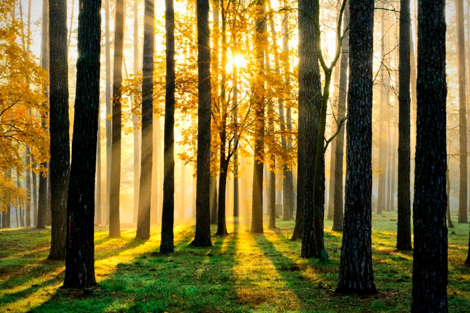 Image of Papermoon Fototapete "Sunny Forest" matt