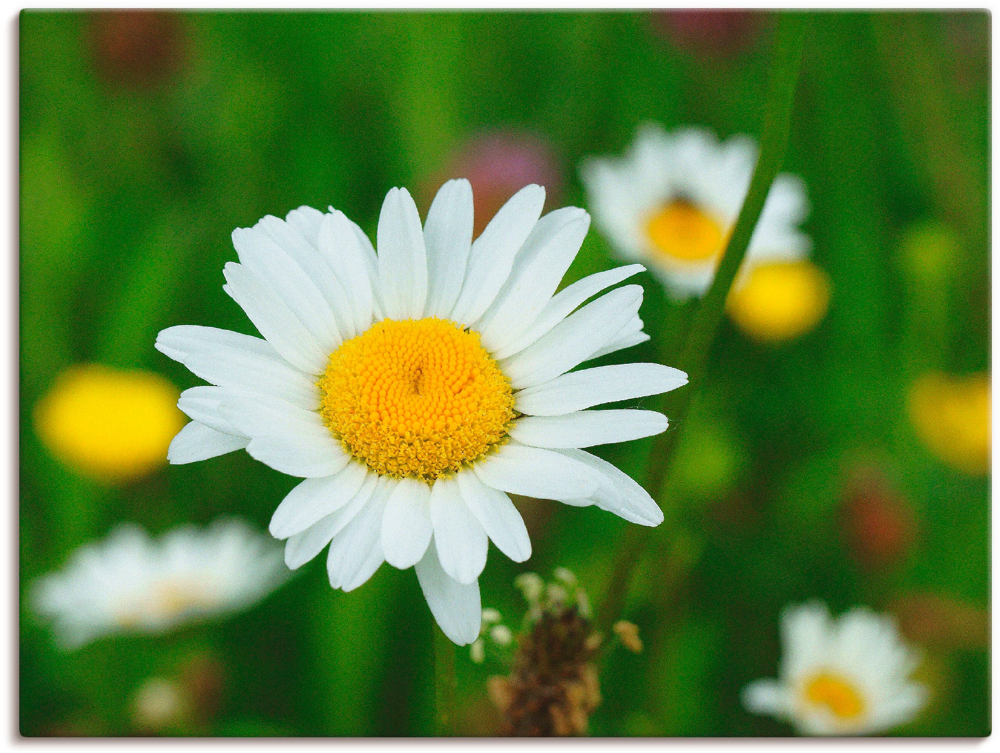 Artland Leinwandbild »Eine Margerite auf der Blumenwiese«, Blumen, (1 St.), auf Keilrahmen gespannt