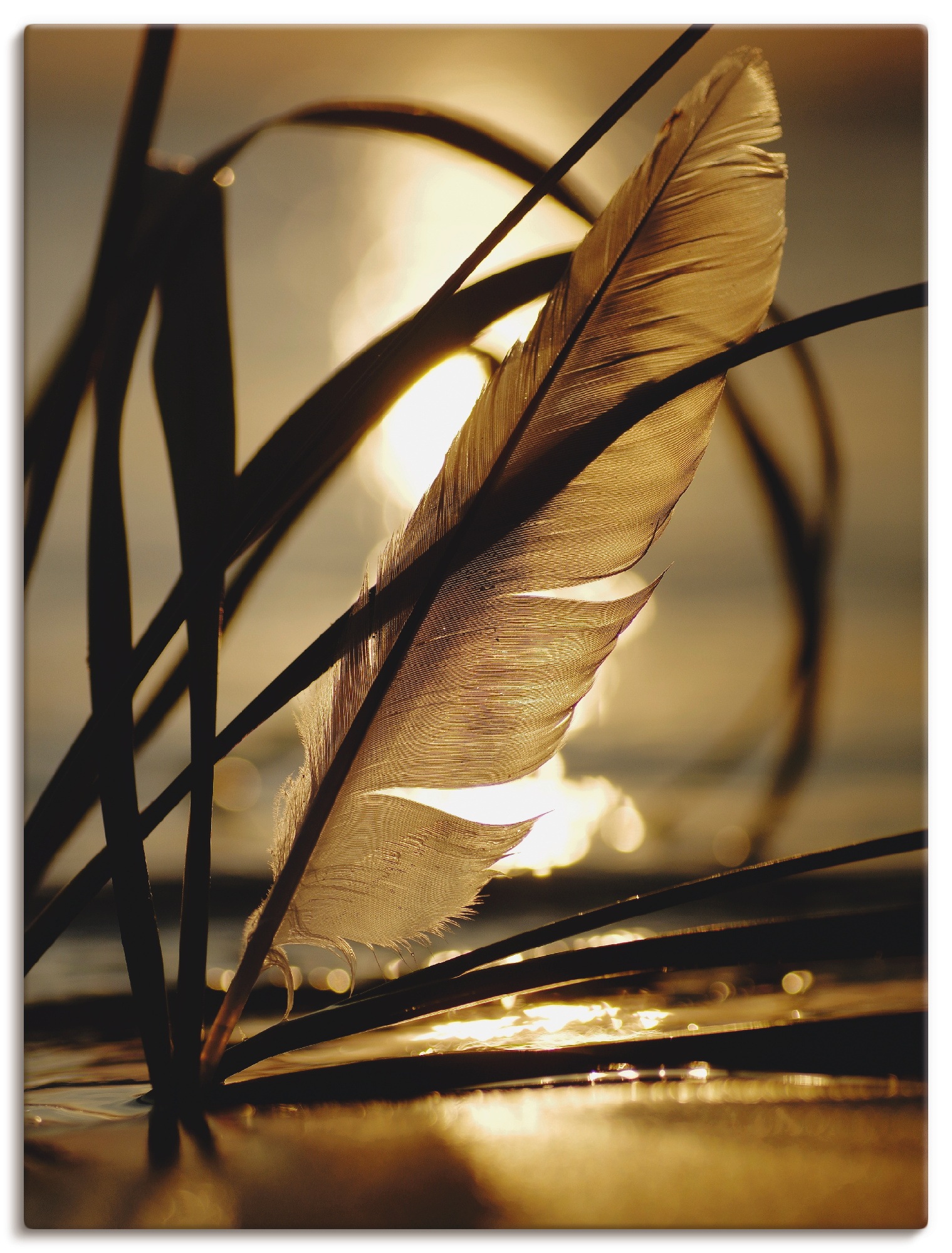 Image of Artland Wandbild "Feder im Abendlicht" Gräser 1 Stk. tlg. als Leinwandbild, Poster in verschied. Grössen