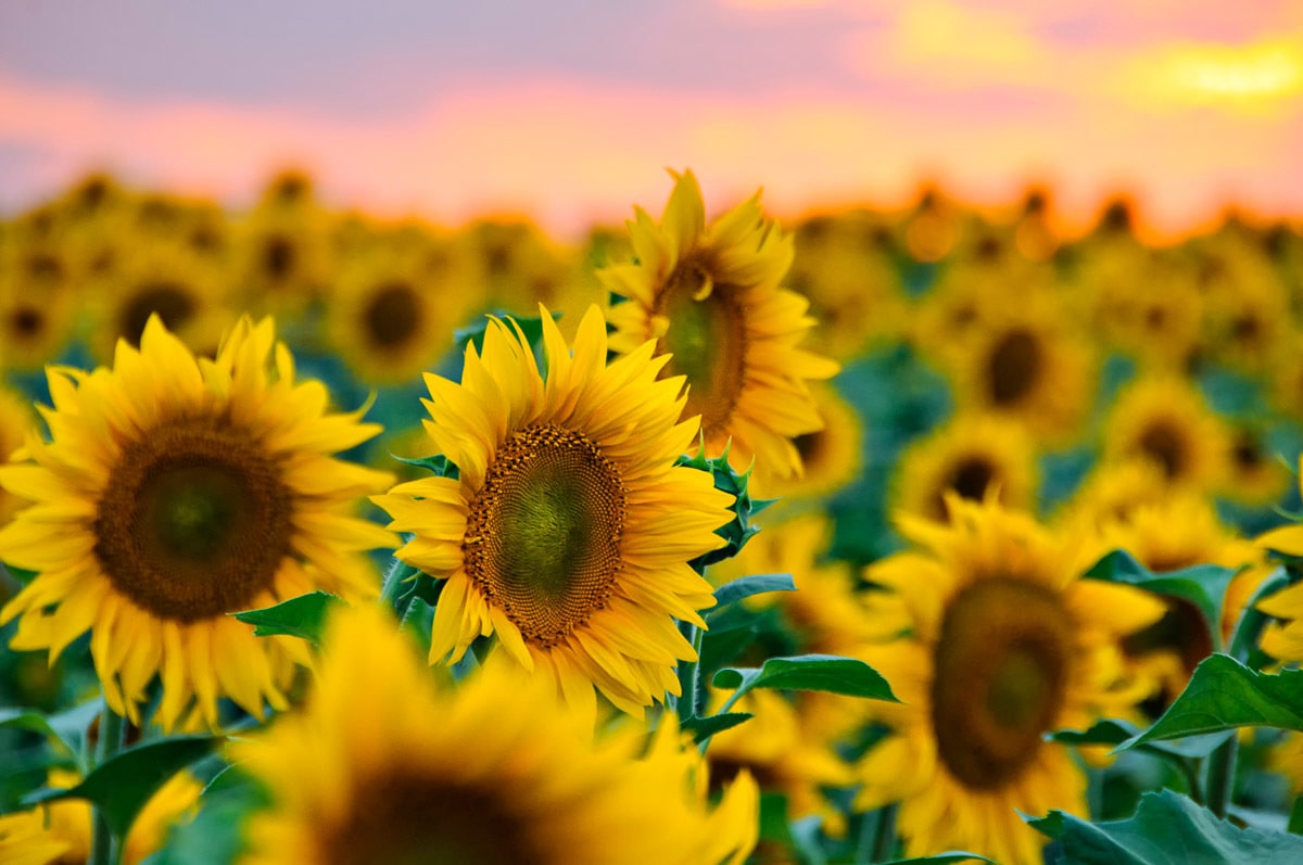 Image of Papermoon Fototapete "Feld der Sonnenblumen"