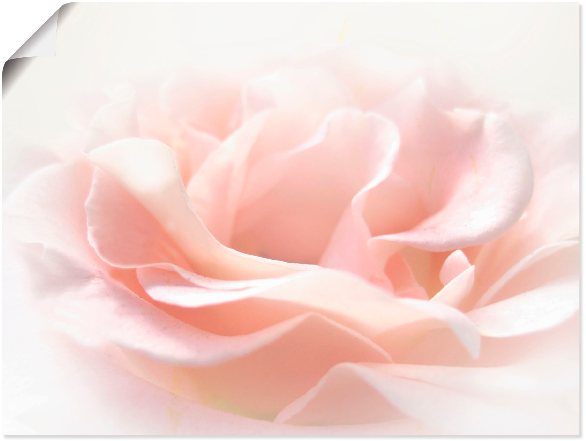 Image of Artland Wandbild »Rose I«, Blumen, (1 St.), in vielen Grössen & Produktarten - Alubild / Outdoorbild für den Aussenbereich, Leinwandbild, Poster, Wandaufkleber / Wandtattoo auch für Badezimmer geeignet bei Ackermann Versand Schweiz