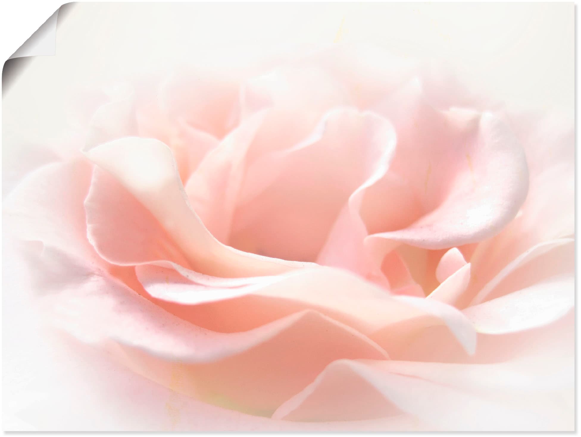Image of Artland Wandbild "Rose I" Blumen 1 Stk. tlg. als Alubild, Poster in verschied. Grössen