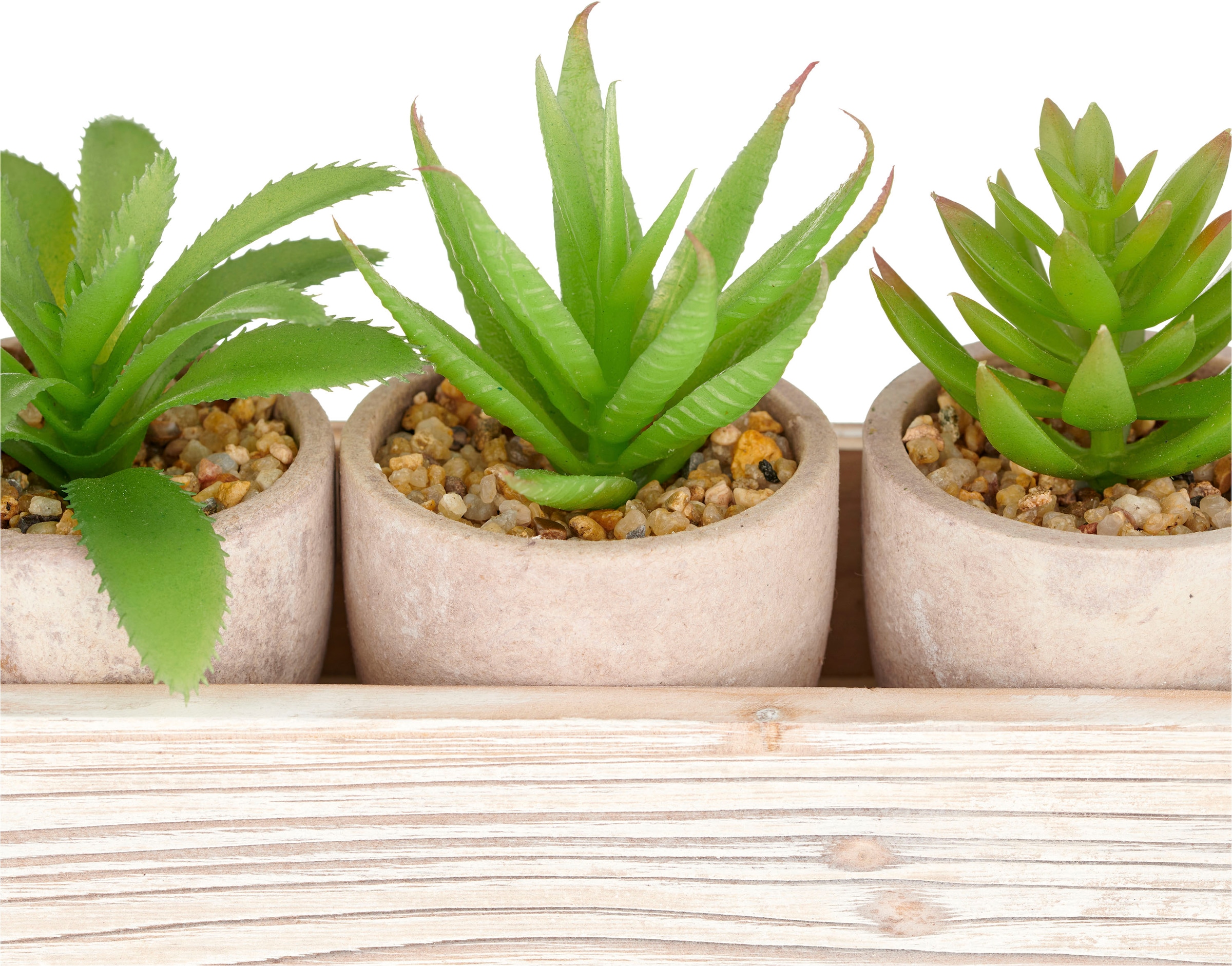 Creativ green Kunstpflanze »Sukkulenten« mit verschiedenen Sukkulenten