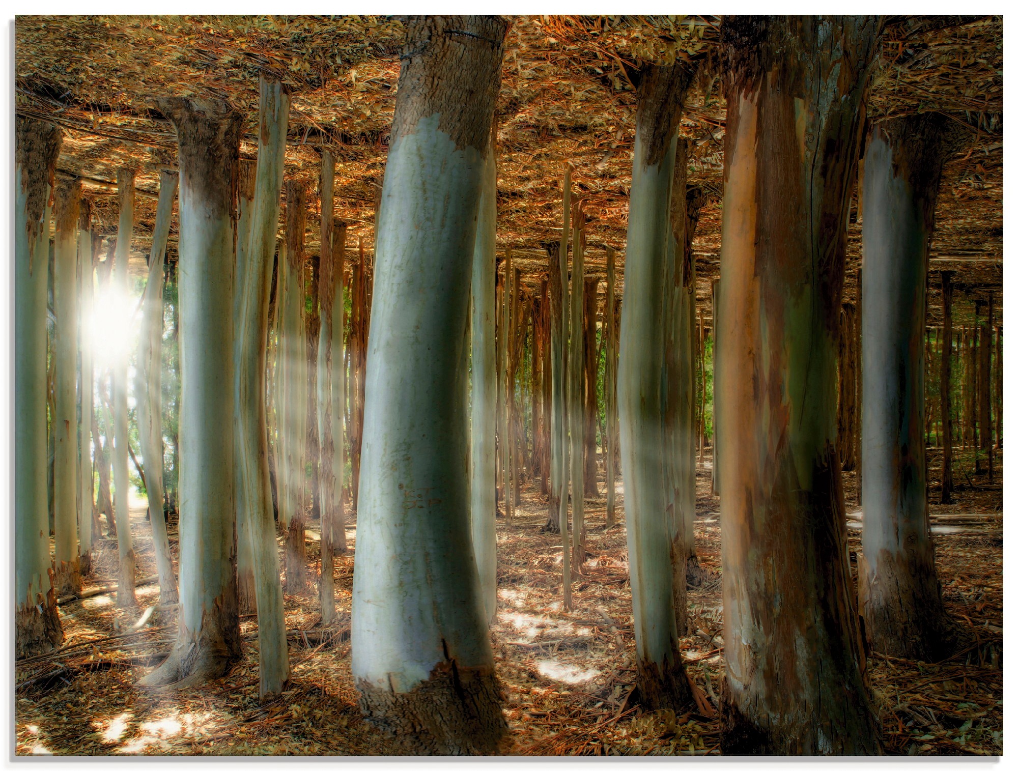 Image of Artland Glasbild »Zauberwald«, Wald, (1 St.) bei Ackermann Versand Schweiz