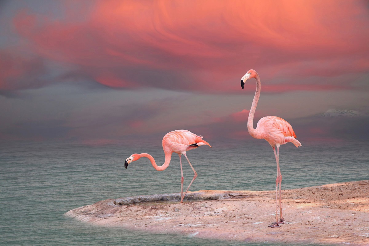 Image of Papermoon Fototapete »ROSA FLAMINGOS-VÖGEL TIERE STRAND HIMMEL DEKOR ABSTRAKT«, Vliestapete, hochwertiger Digitaldruck, inklusive Kleister bei Ackermann Versand Schweiz
