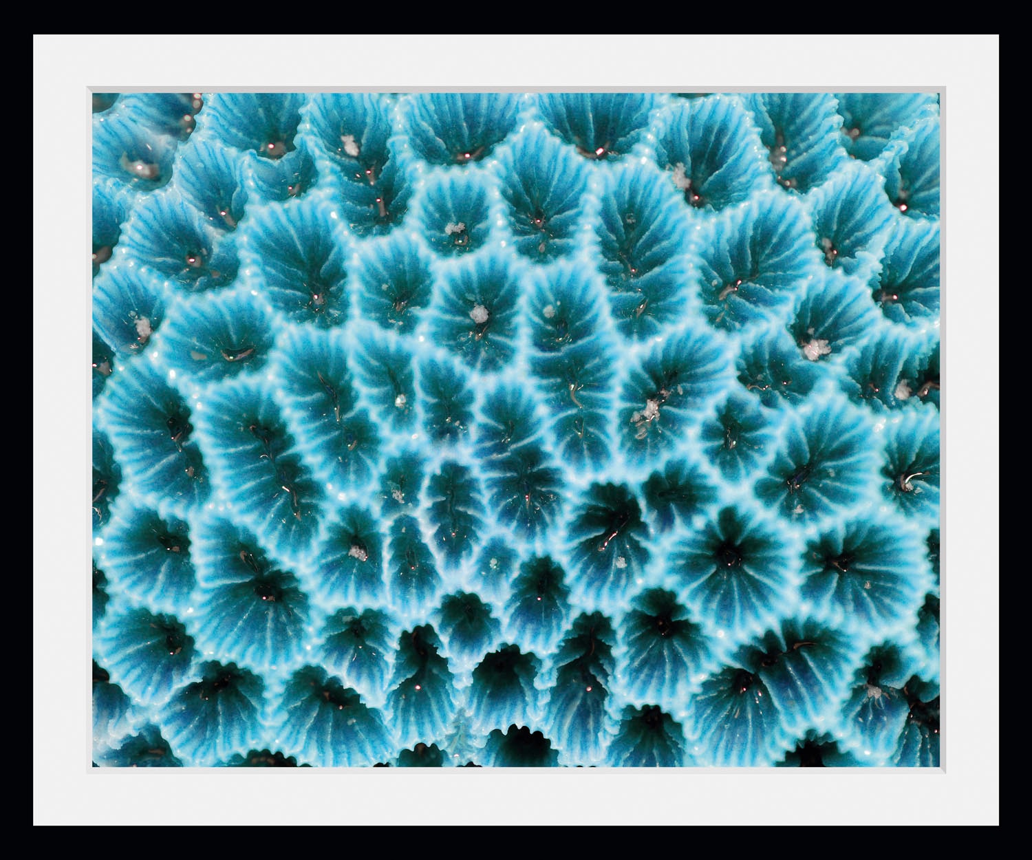 queence Bild »Agata«, Meer-Wassertiere-Kunst, (1 St.), HD Premium Poster-Druck inkl. Holzrahmen