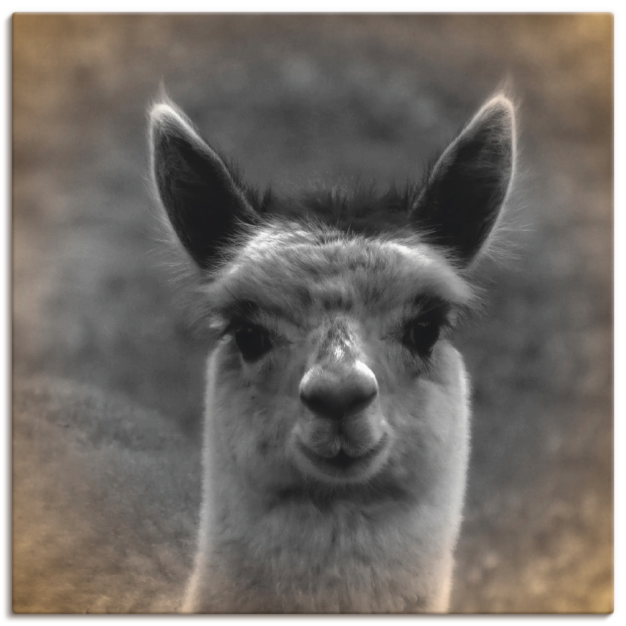 Image of Artland Wandbild »Alpaka Blick«, Wildtiere, (1 St.), in vielen Grössen & Produktarten - Alubild / Outdoorbild für den Aussenbereich, Leinwandbild, Poster, Wandaufkleber / Wandtattoo auch für Badezimmer geeignet bei Ackermann Versand Schweiz