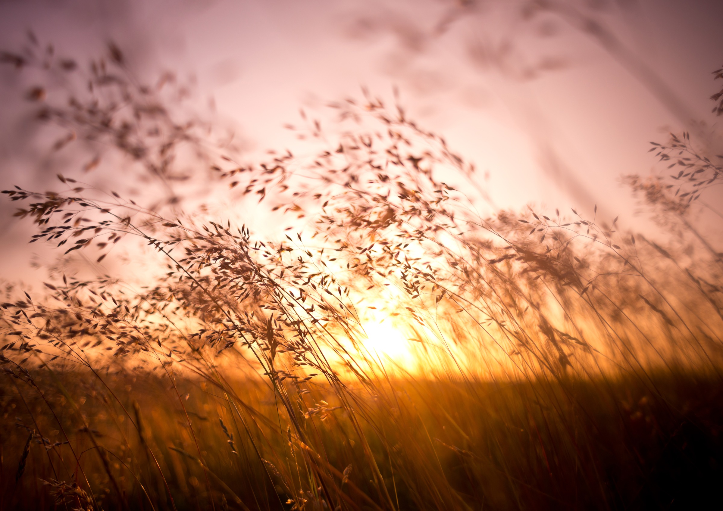 Image of Papermoon Fototapete »Summer Dry Grass« bei Ackermann Versand Schweiz