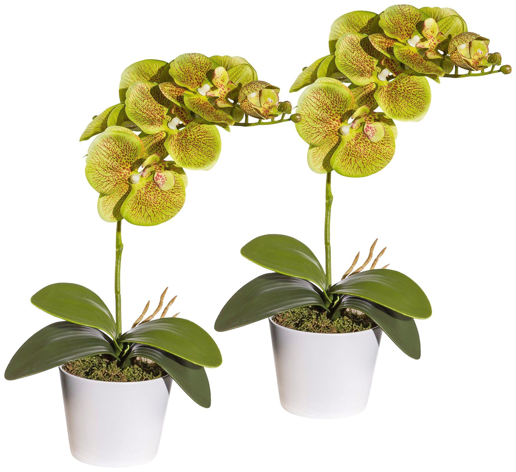 I.GE.A. Kunstblume »Orchidee«, 17 cm en %SOLDES
