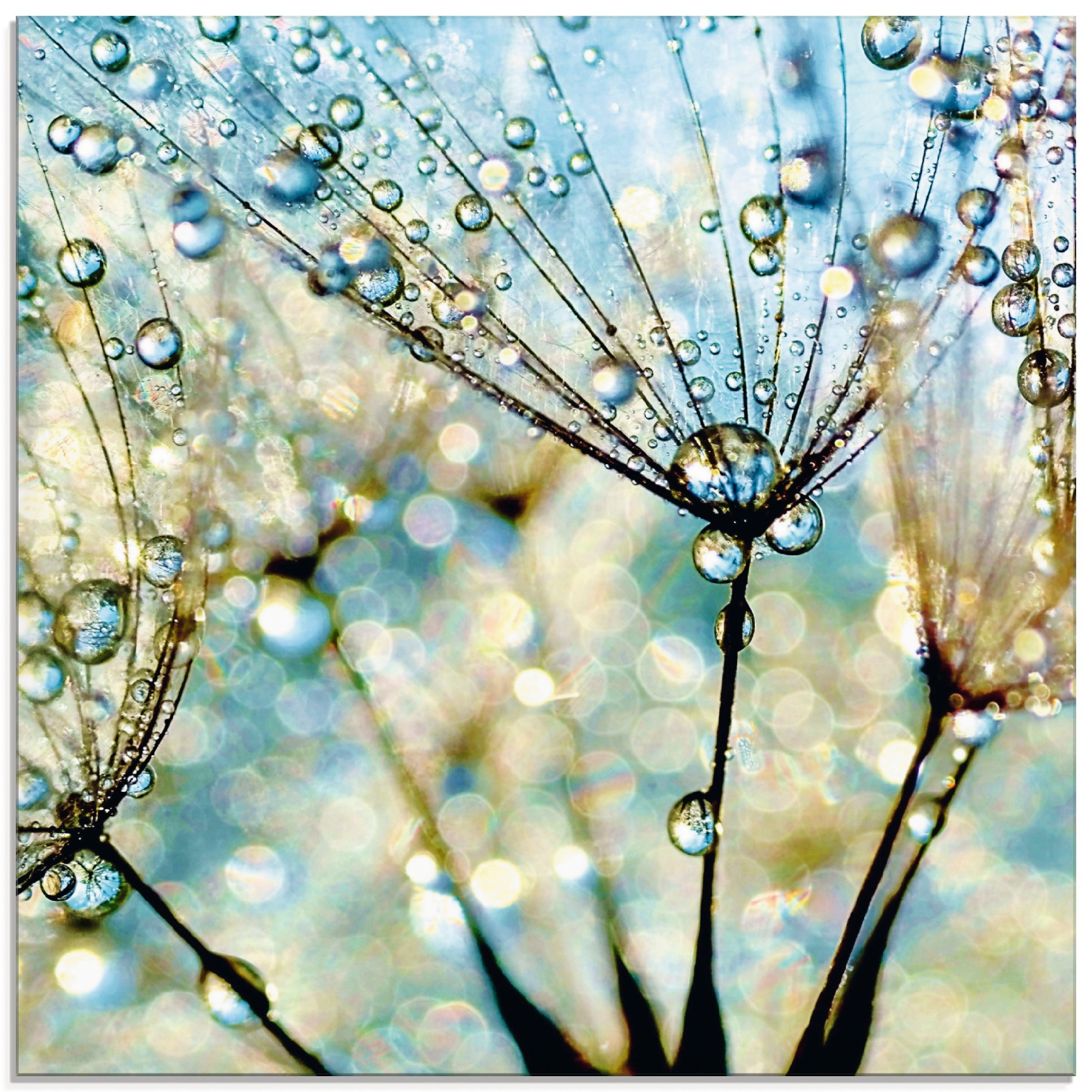 Image of Artland Glasbild "Pusteblume Blaue Diamanten" Blumen 1 Stk. tlg. in verschiedenen Grössen