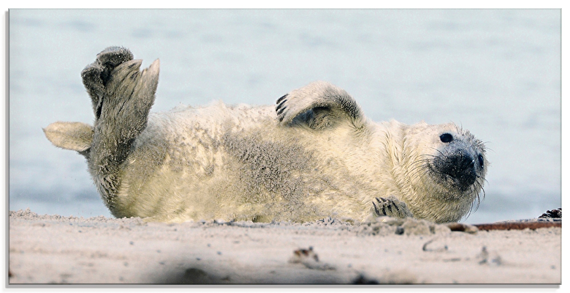 Image of Artland Glasbild »Kegelrobben-Baby II«, Wassertiere, (1 St.) bei Ackermann Versand Schweiz