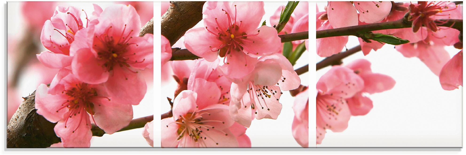 Image of Artland Glasbild »Pfirsichblüten reflektieren im Wasser«, Blumen, (3 St.) bei Ackermann Versand Schweiz