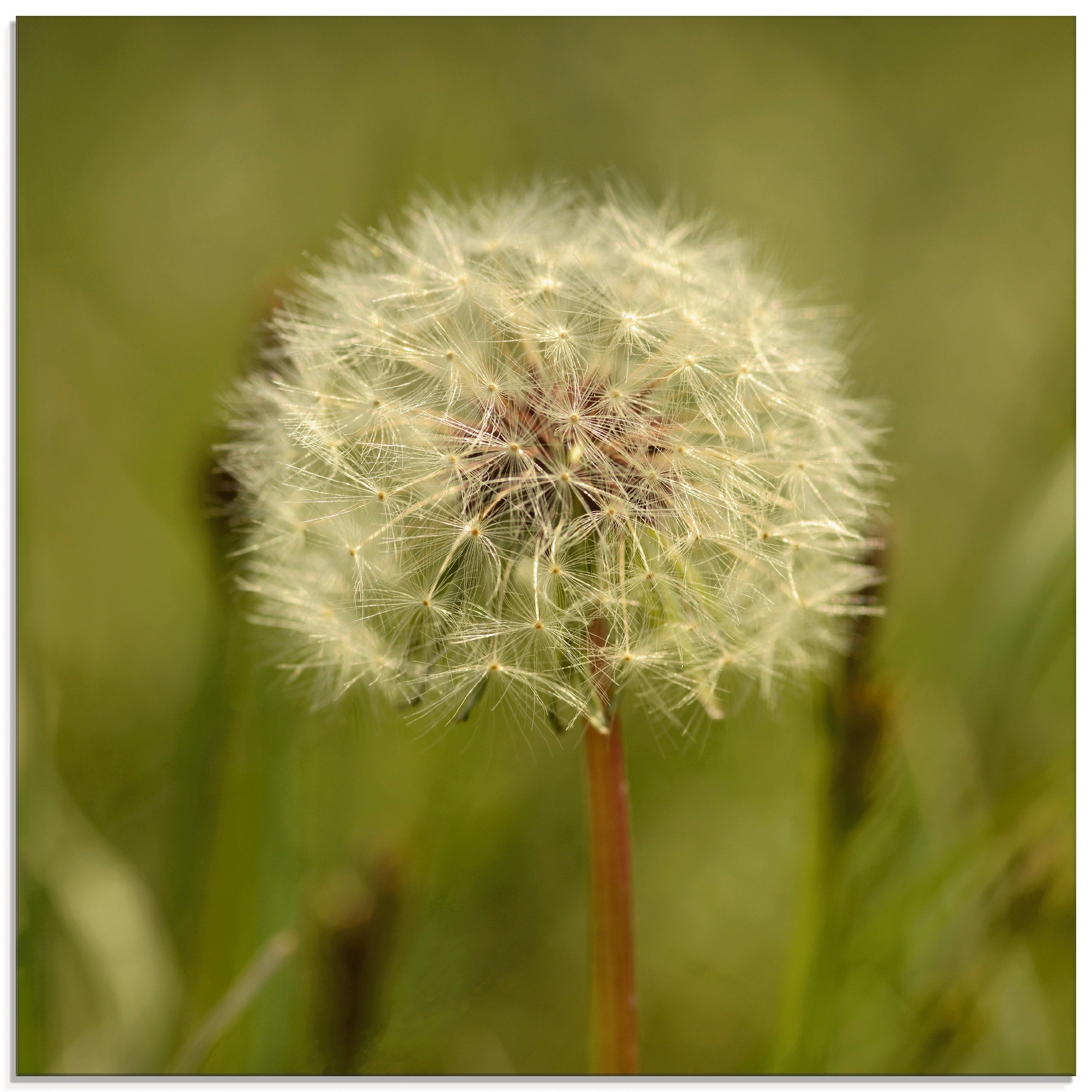 Image of Artland Glasbild »Pusteblume Detail III«, Blumen, (1 St.) bei Ackermann Versand Schweiz