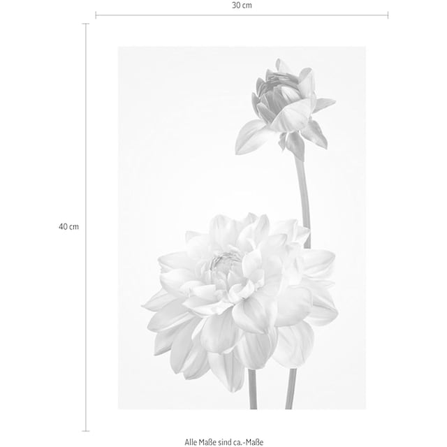 Komar Poster »Dahlia«, Blumen, (1 St.), Kinderzimmer, Schlafzimmer,  Wohnzimmer versandkostenfrei auf