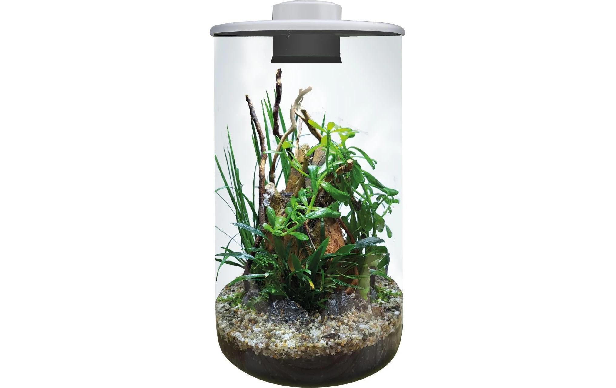 Image of LED Dekoobjekt "Bio Art Pflanzengefäss Cylinder 285"