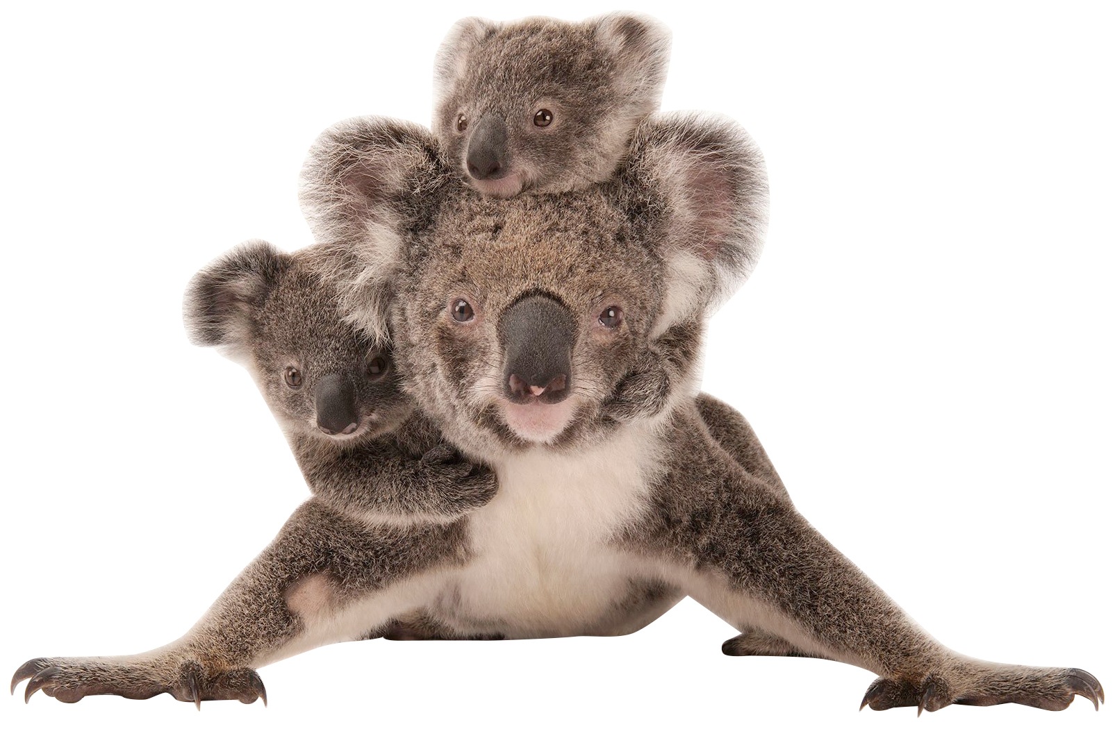 Image of Komar Vliestapete »Koala«, bedruckt-realistisch, 300 x 280 cm (Breite x Höhe) - 6 Bahnen bei Ackermann Versand Schweiz