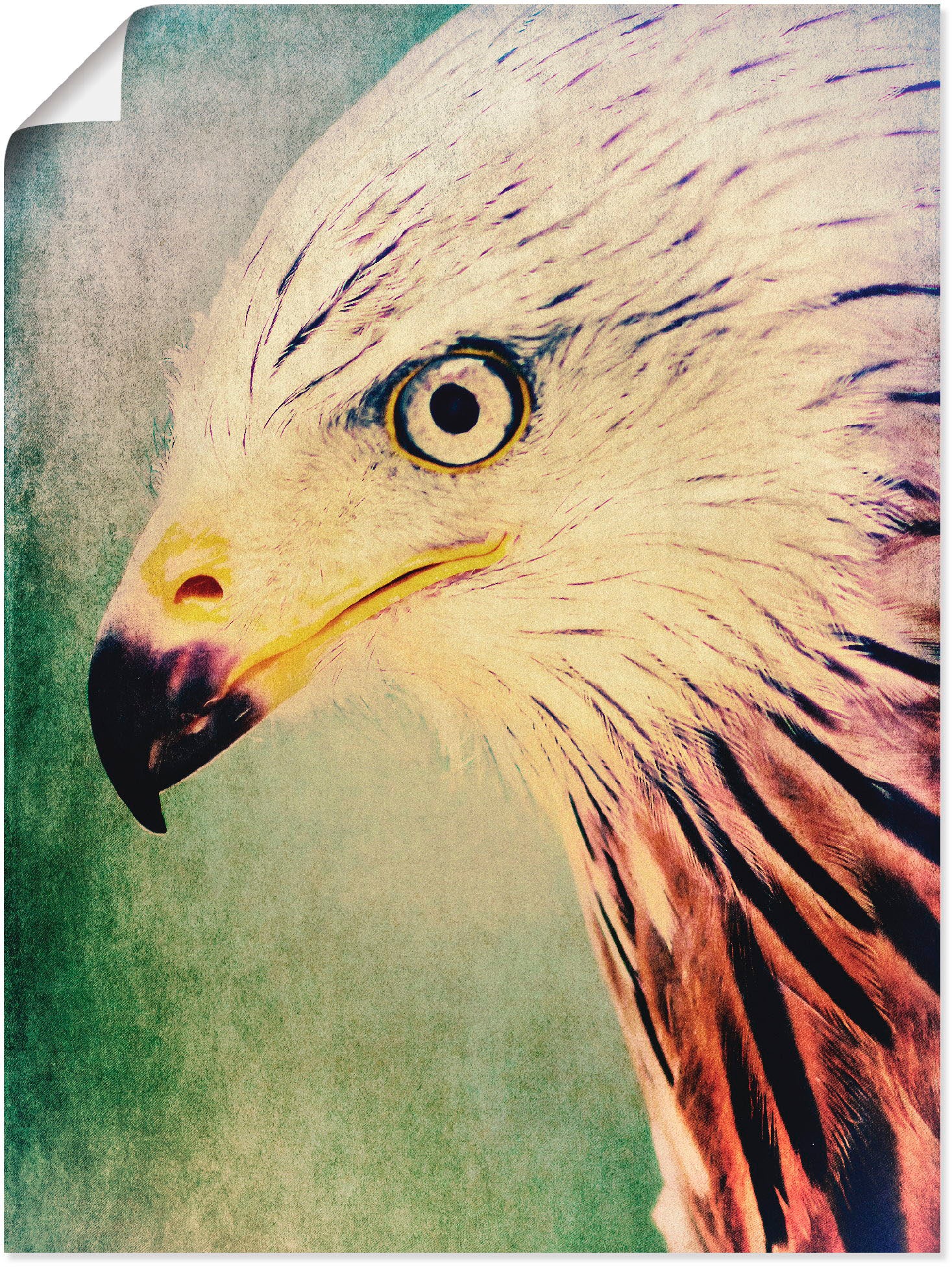 Image of Artland Wandbild »Rotmilan«, Vögel, (1 St.), in vielen Grössen & Produktarten -Leinwandbild, Poster, Wandaufkleber / Wandtattoo auch für Badezimmer geeignet bei Ackermann Versand Schweiz