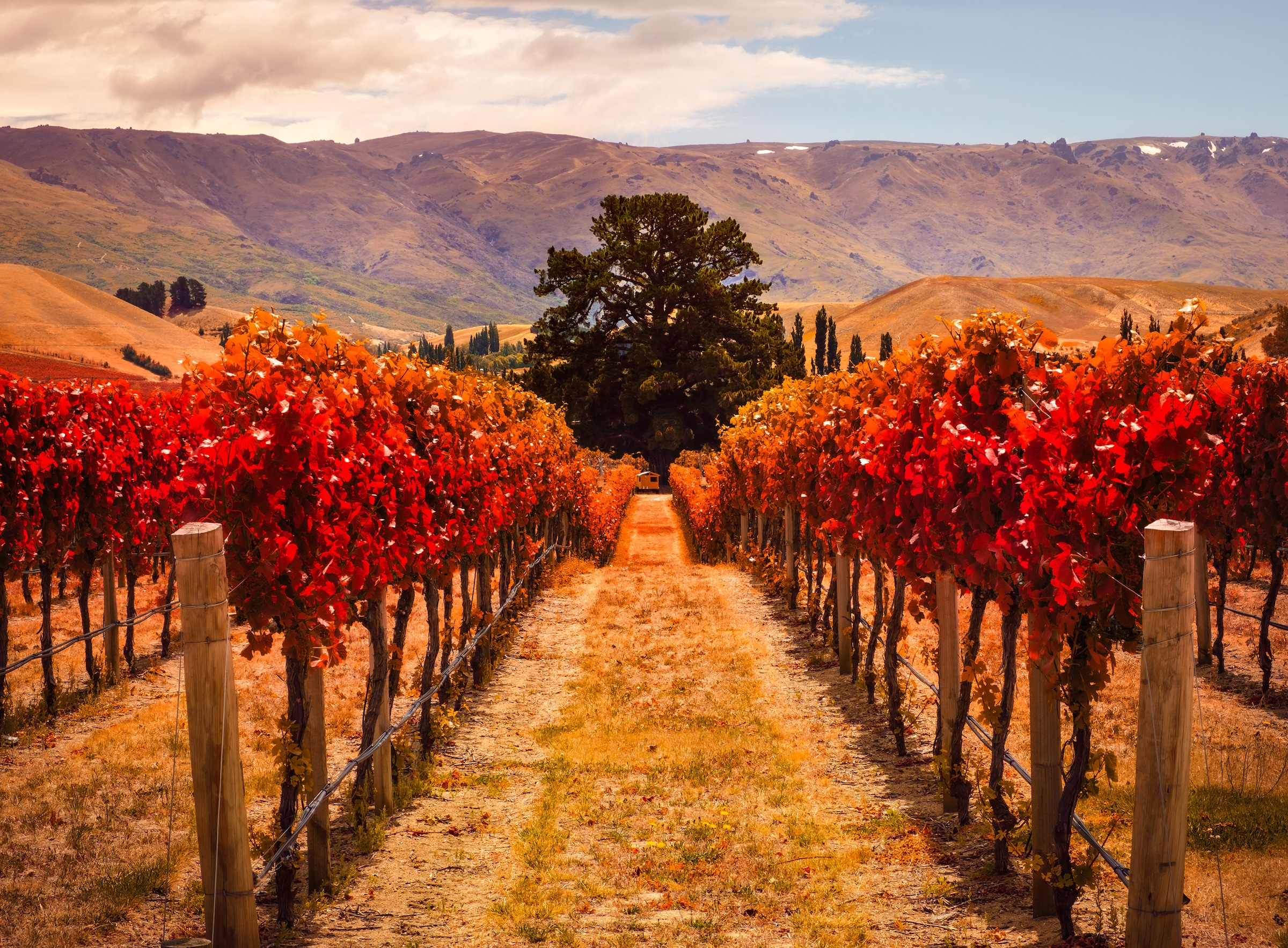 Image of Papermoon Fototapete "Autumn Vineyard" glatt