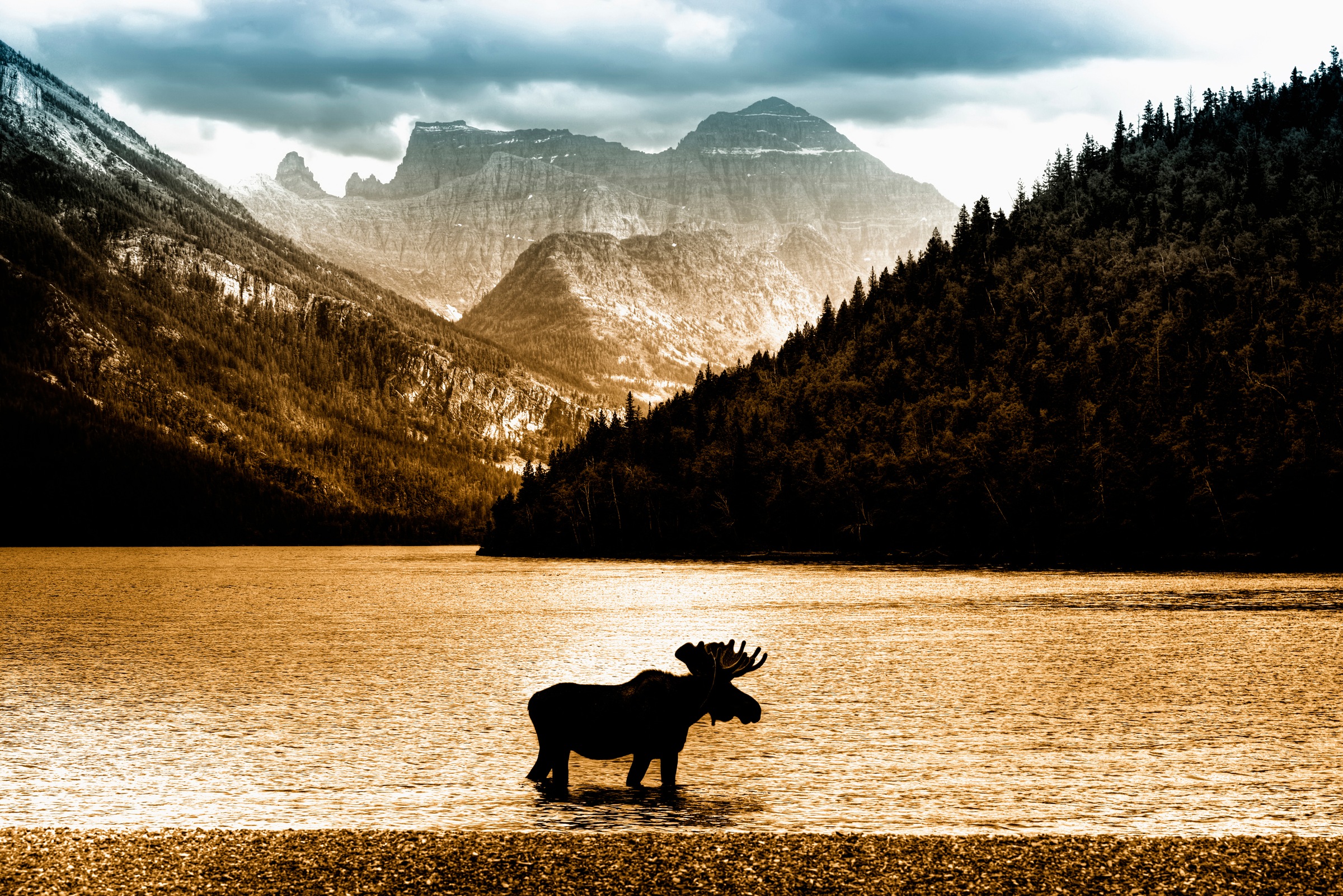 Image of Papermoon Fototapete "Moose in Waterton Lake" glatt