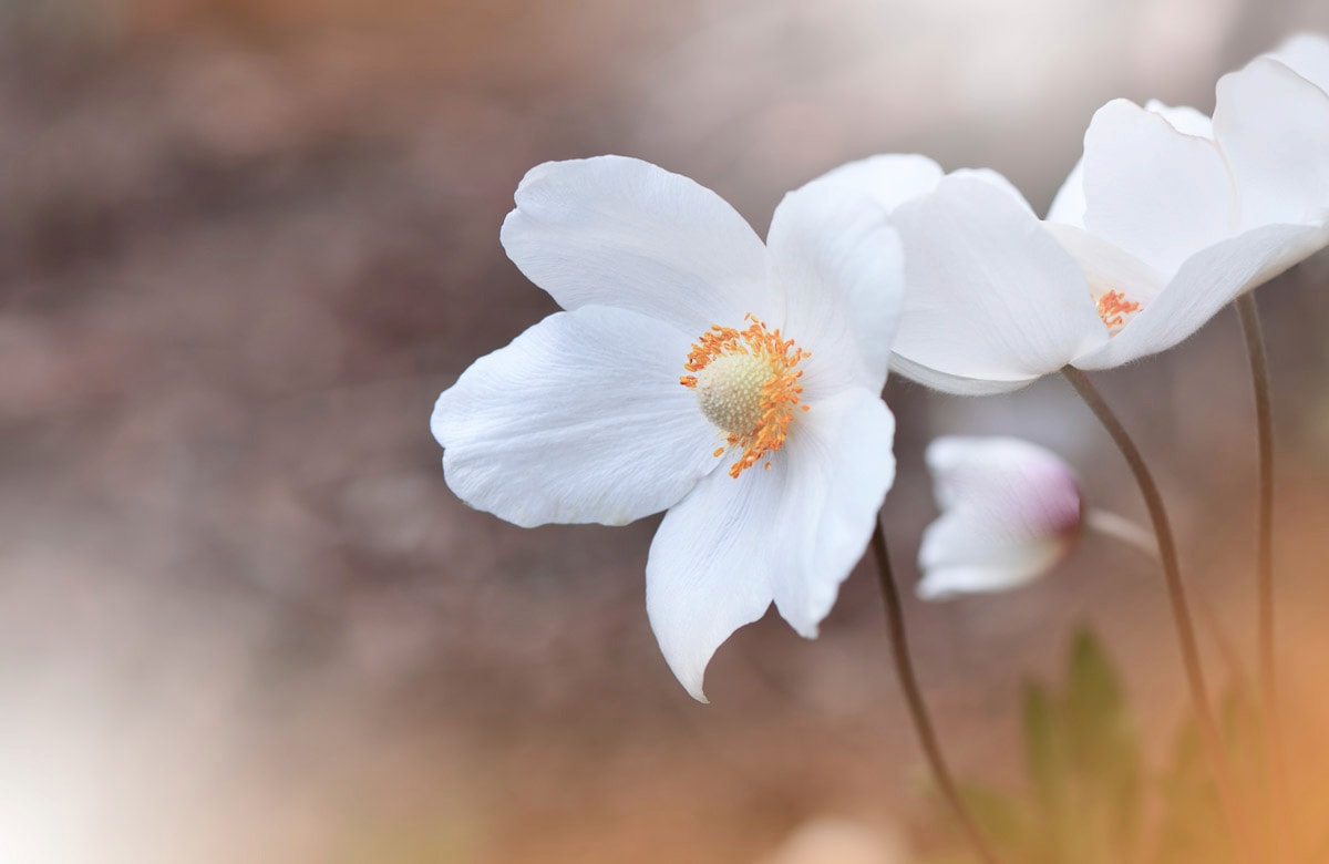 Image of Papermoon Fototapete "BLUMEN-ANEMONE MAKRO ABSTRAKT KUNST WIESE NATUR PFLANZE"