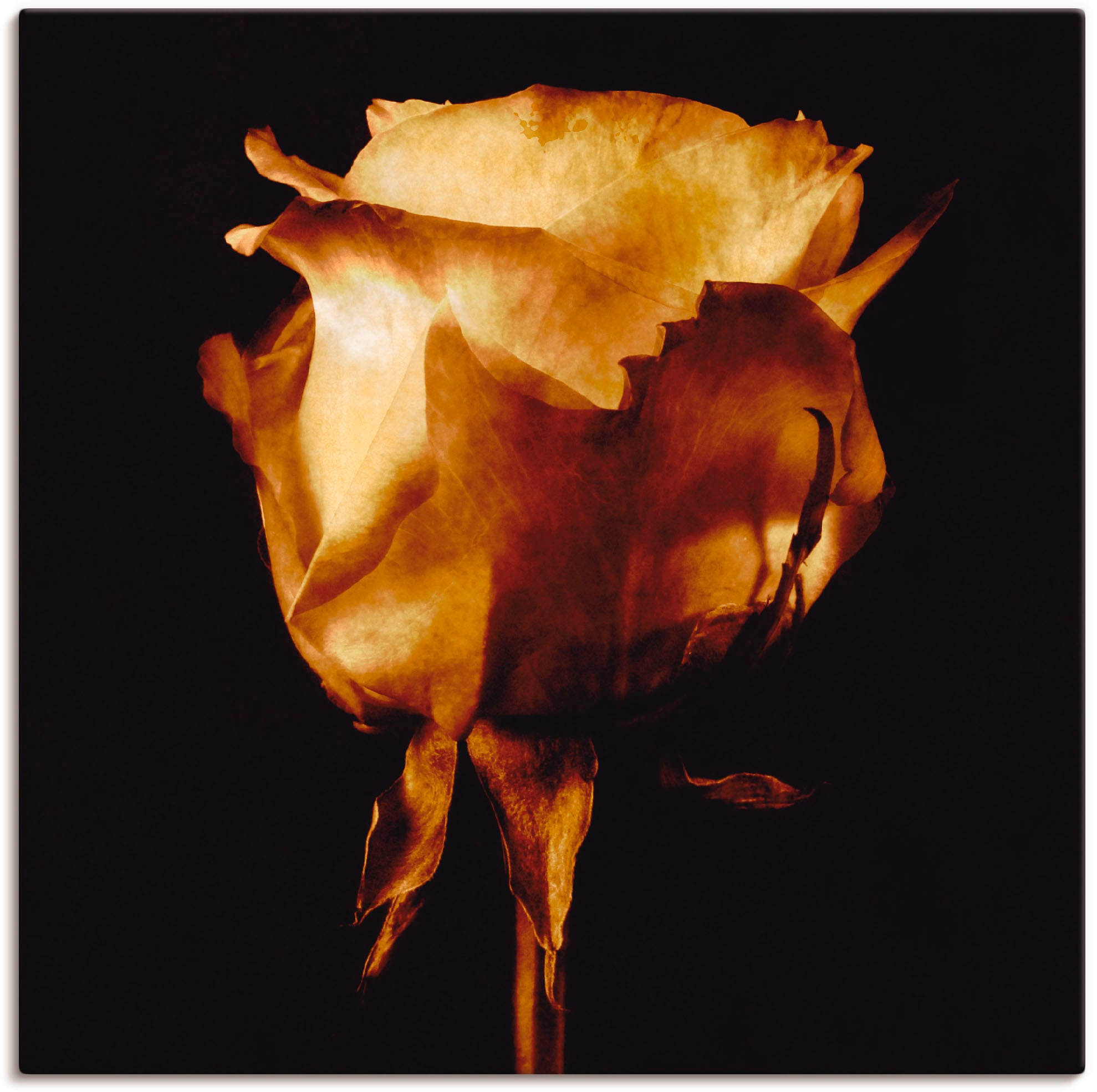 Image of Artland Leinwandbild "Vergoldete Rose" Blumen 1 Stk. tlg. auf Holzrahmen gespannt