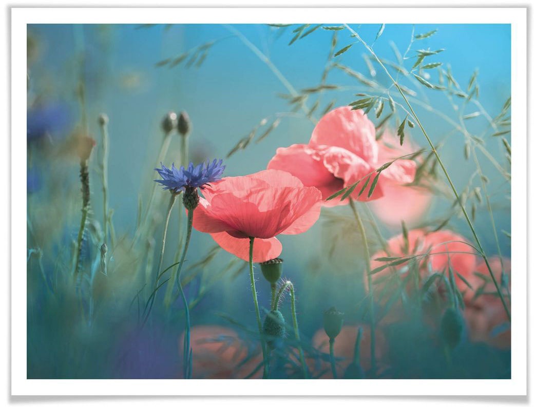 Image of Wall-Art Poster »Wildblumen Aquamarin«, Blumen, (1 St.) bei Ackermann Versand Schweiz