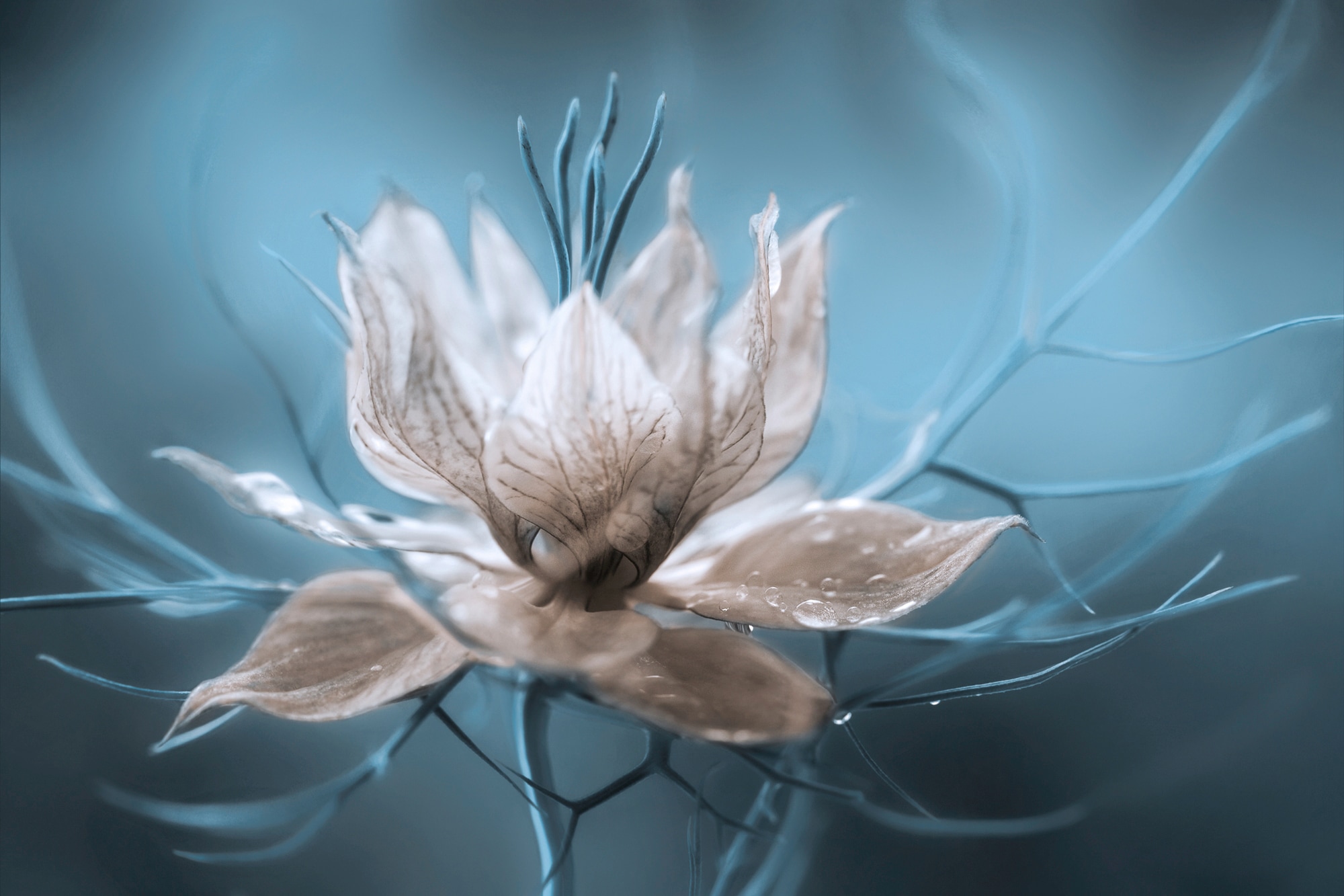Papermoon Fototapete »Photo-Art MANDY DISHER, NIGELLA, BLUMENBLÜTE TÜRKIS«