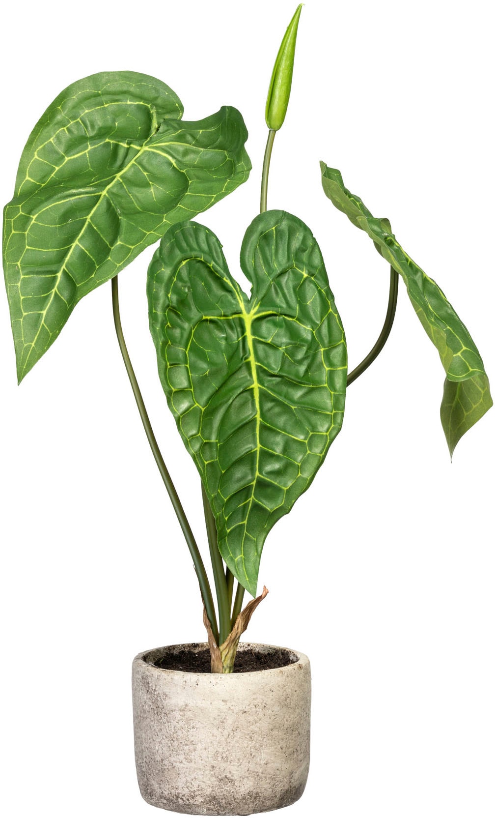 Creativ green Künstliche Zimmerpflanze »Anthurie«, Zementtopf kaufen im bequem