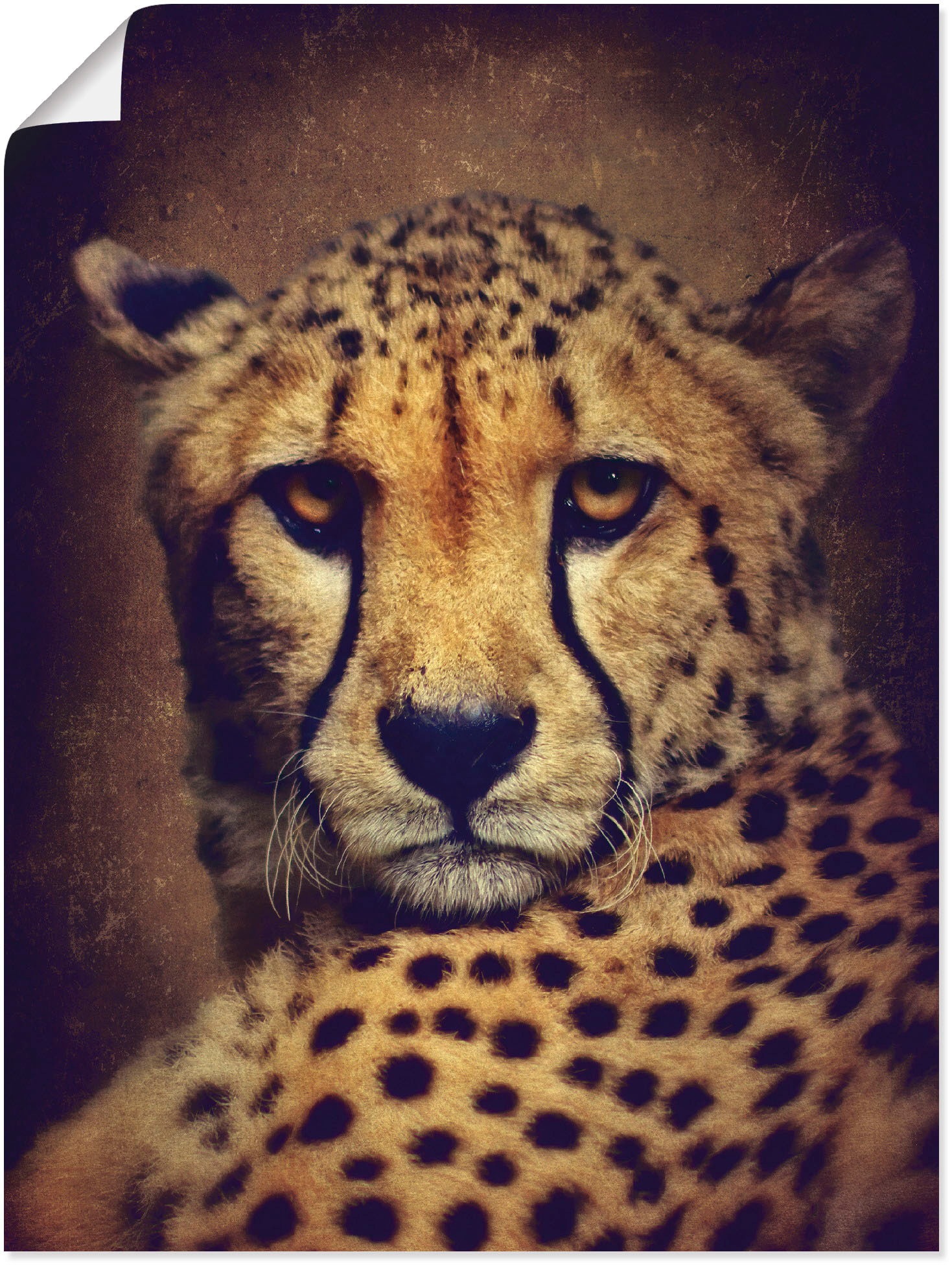 Image of Artland Wandbild »Gepard«, Wildtiere, (1 St.), in vielen Grössen & Produktarten -Leinwandbild, Poster, Wandaufkleber / Wandtattoo auch für Badezimmer geeignet bei Ackermann Versand Schweiz