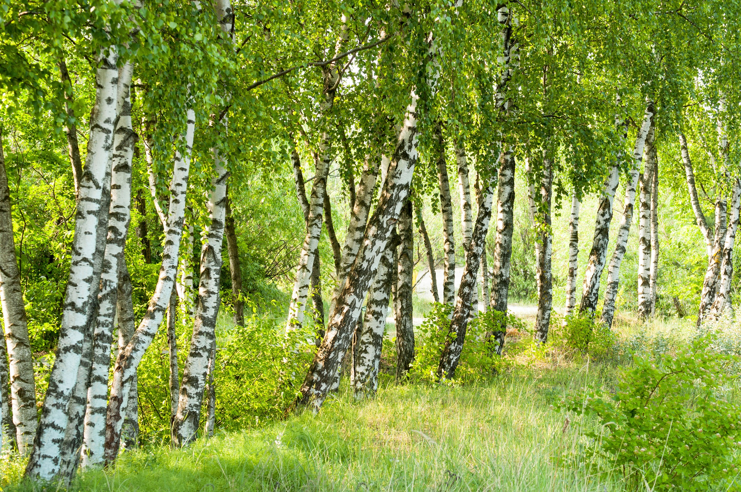 Papermoon Fototapete »Birch Tree Forest«