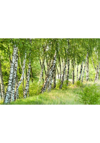 Fototapete »Birch Tree Forest«