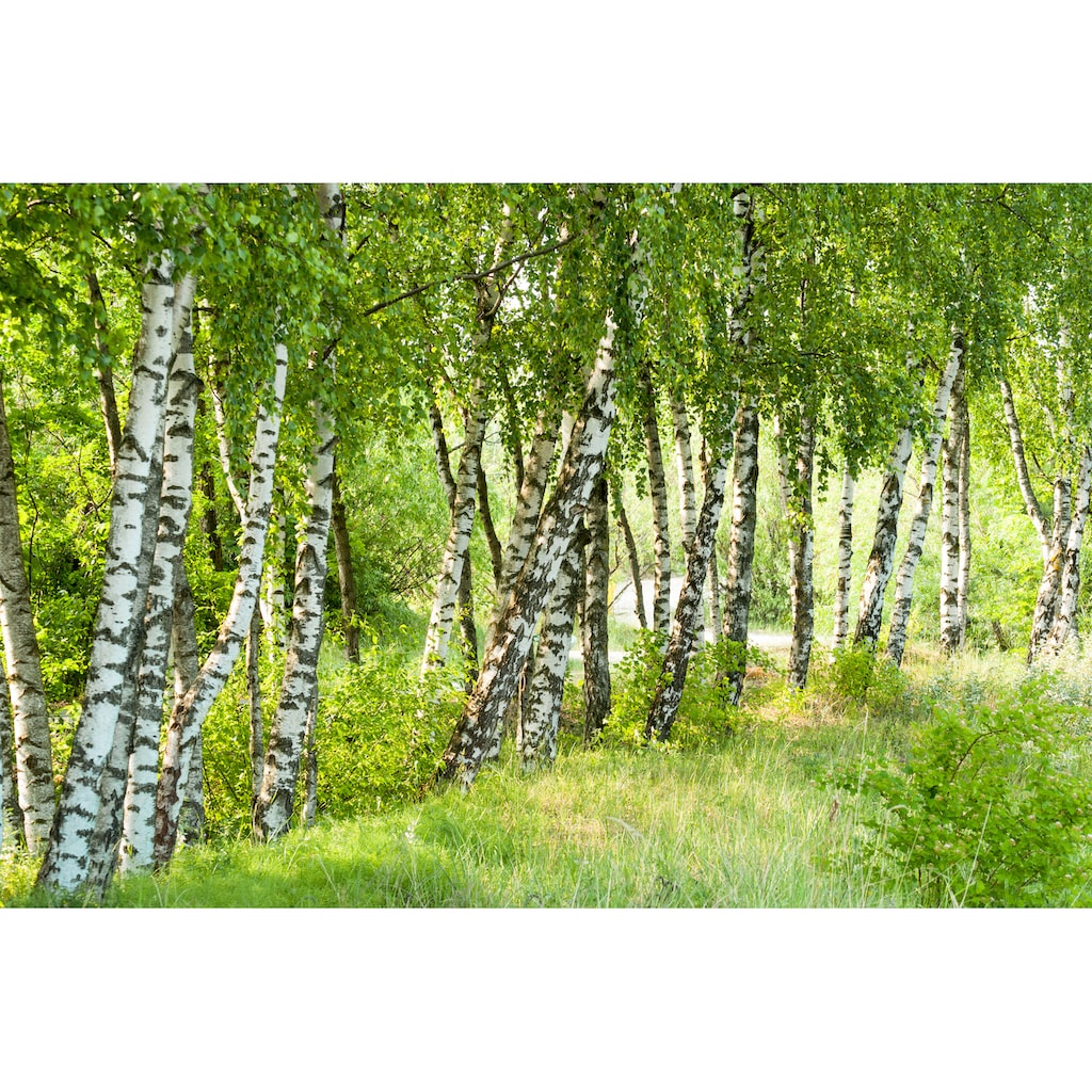 Papermoon Fototapete »Birch Tree Forest«