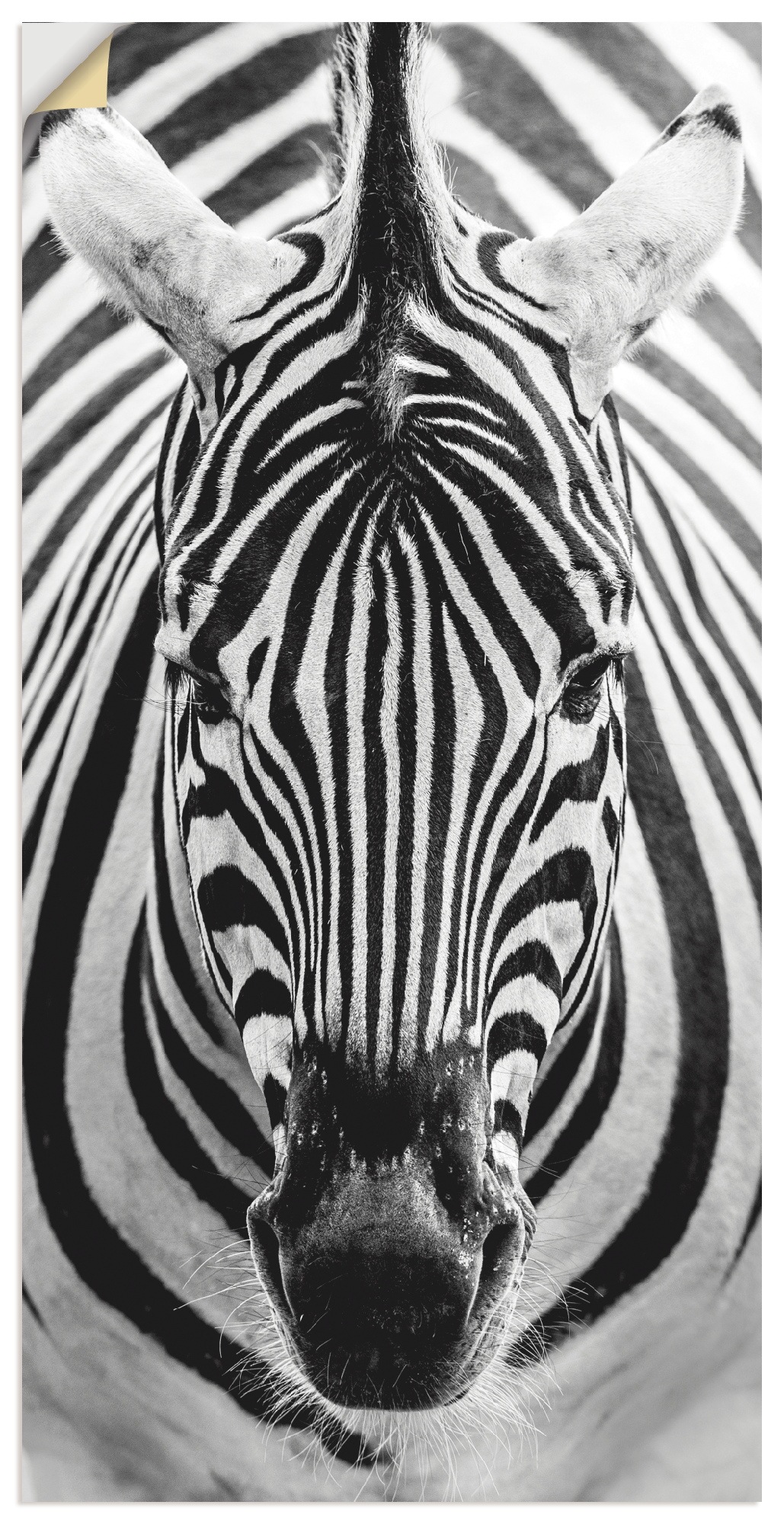 Image of Artland Wandbild »Zebra«, Wildtiere, (1 St.), in vielen Grössen & Produktarten - Alubild / Outdoorbild für den Aussenbereich, Leinwandbild, Poster, Wandaufkleber / Wandtattoo auch für Badezimmer geeignet bei Ackermann Versand Schweiz